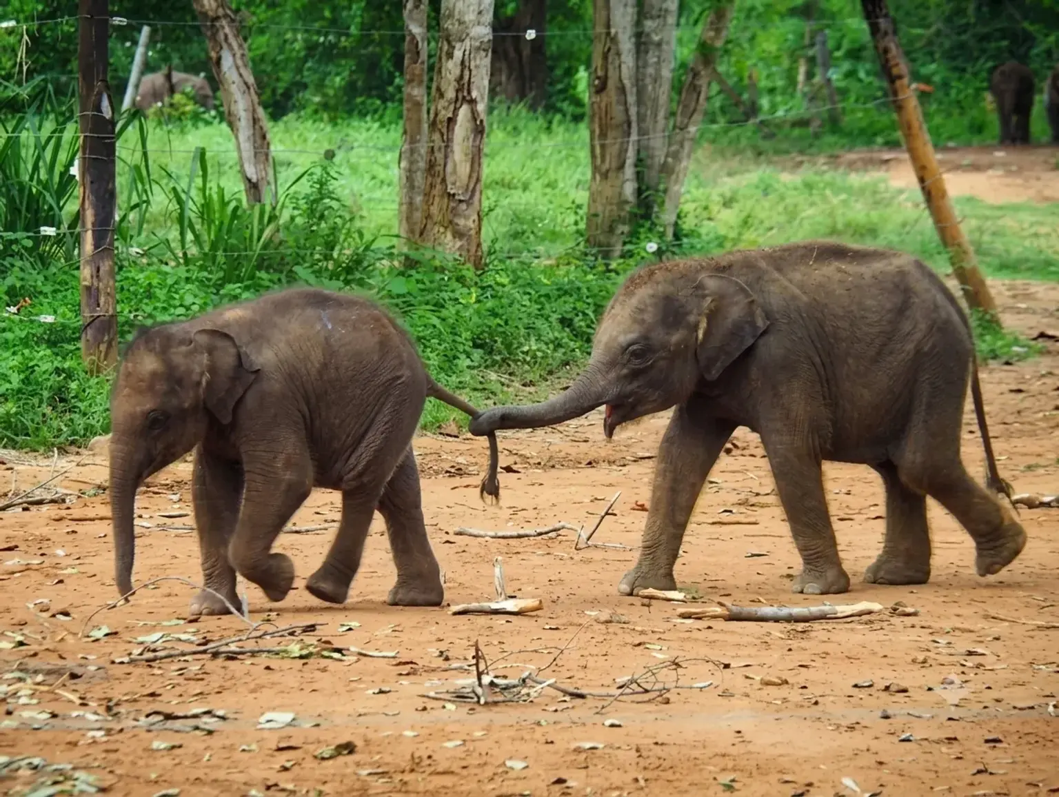 pinnawala elephant orphanage​