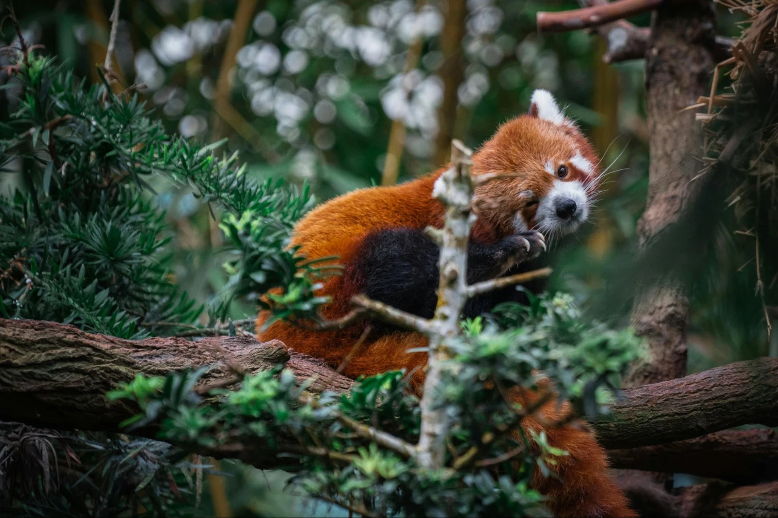 Singapore Zoo Guide