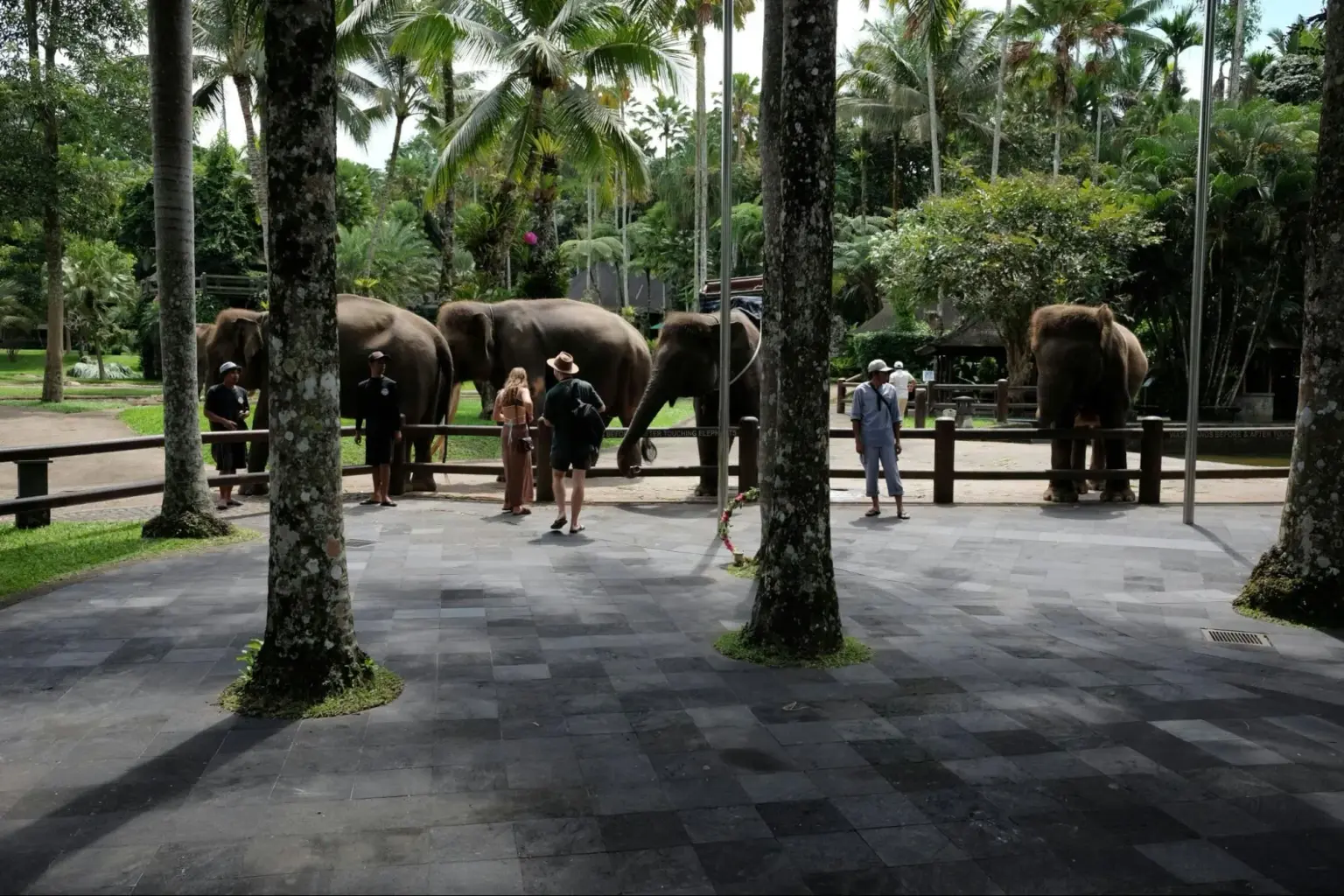 bali safari