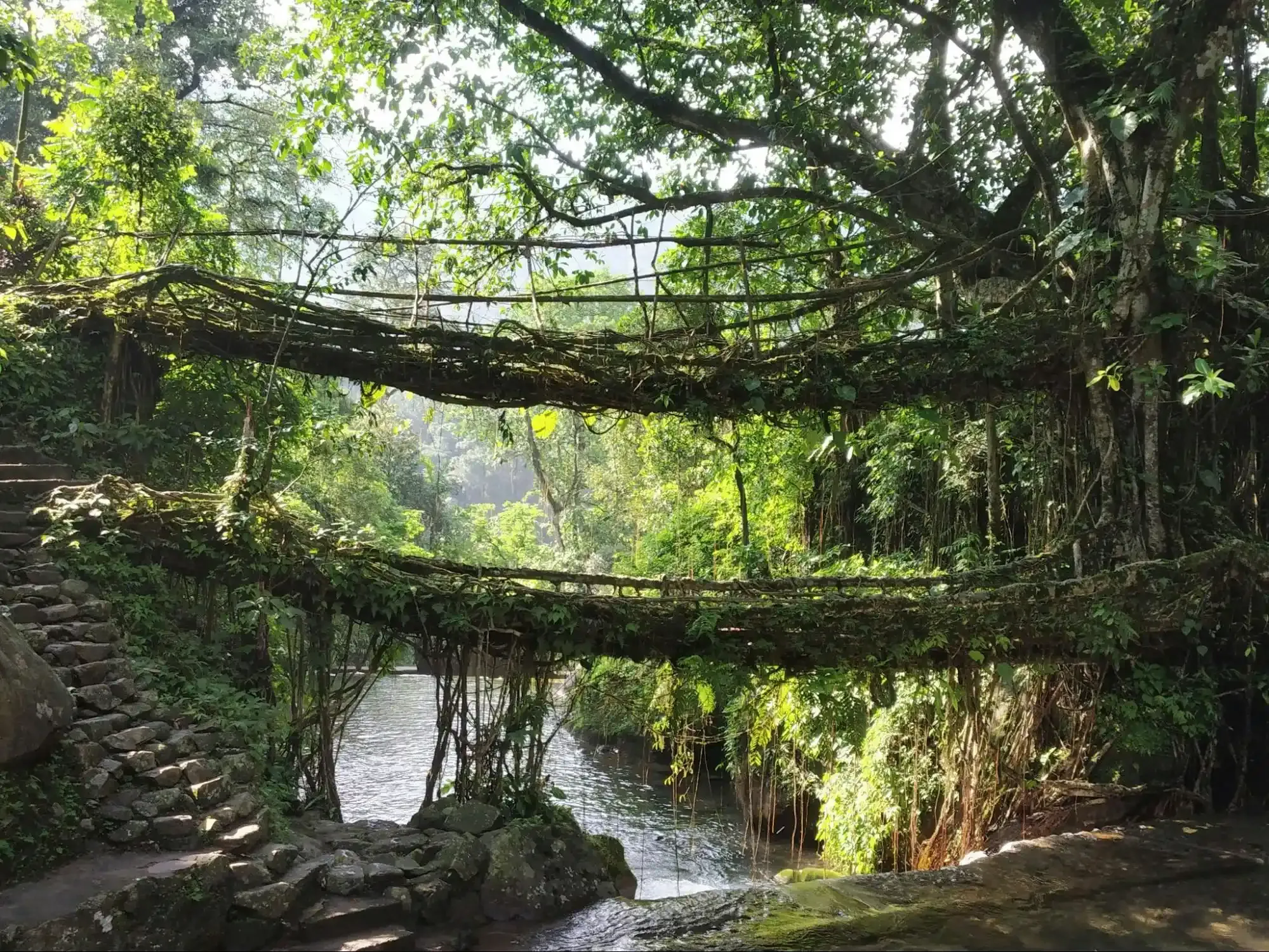 Double Decker Living Root Bridge, Cherrapunji