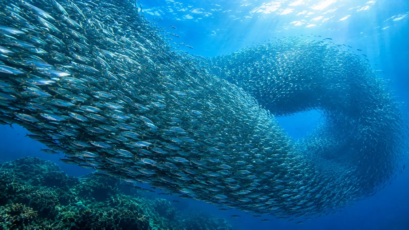 The Sardine Run in Moalboal