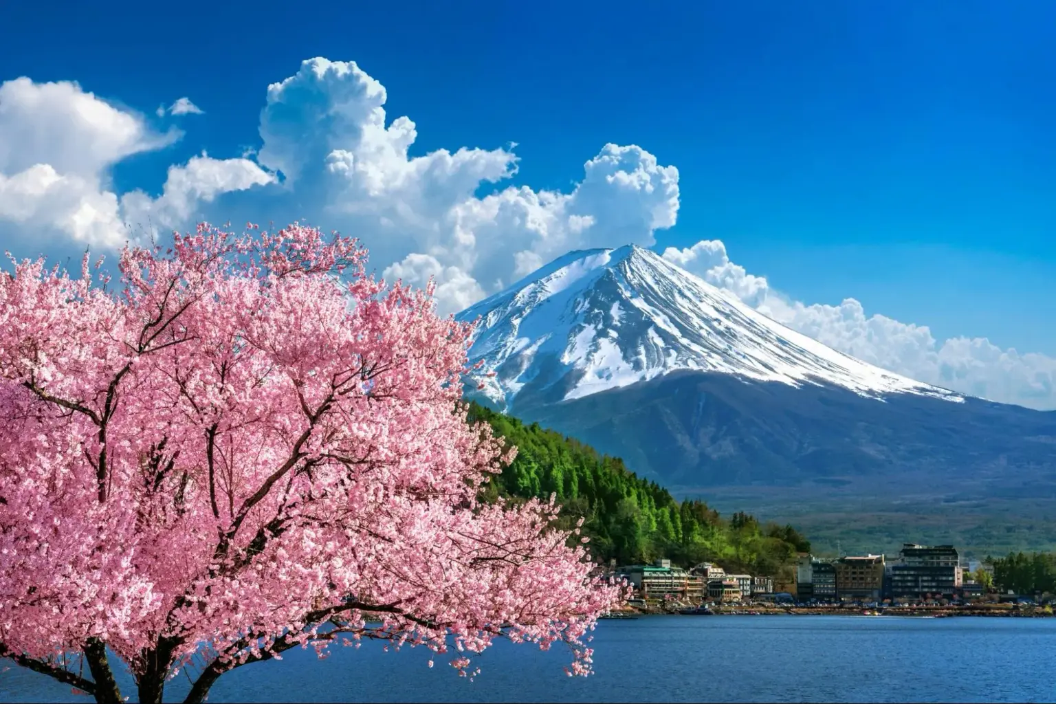 cherry blossom season Japan​