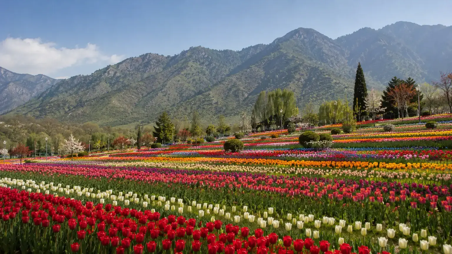 Tulip Garden Kashmir guide
