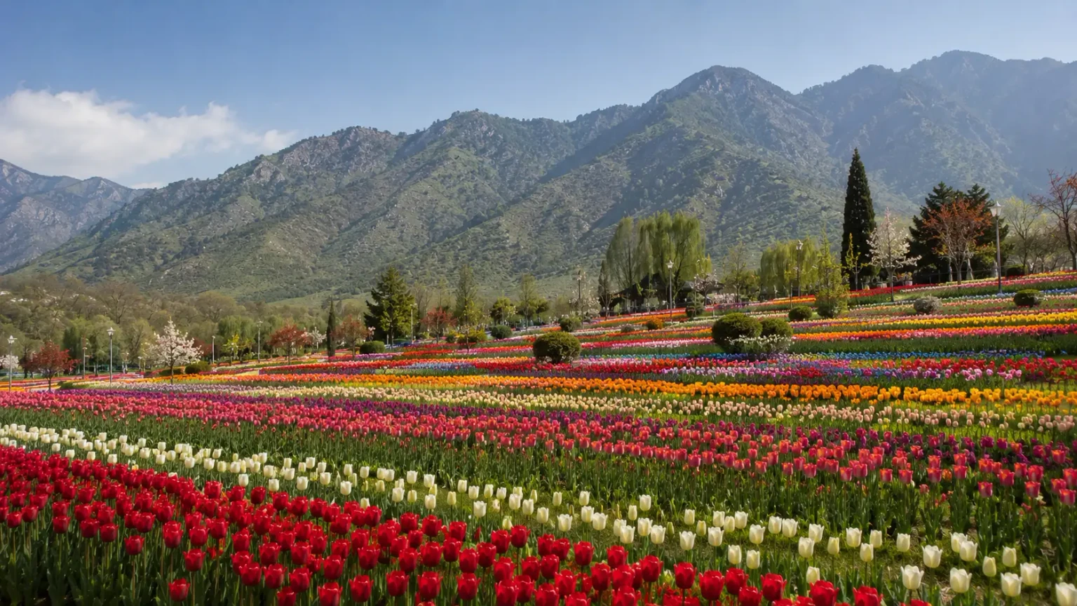 Tulip Garden Kashmir guide