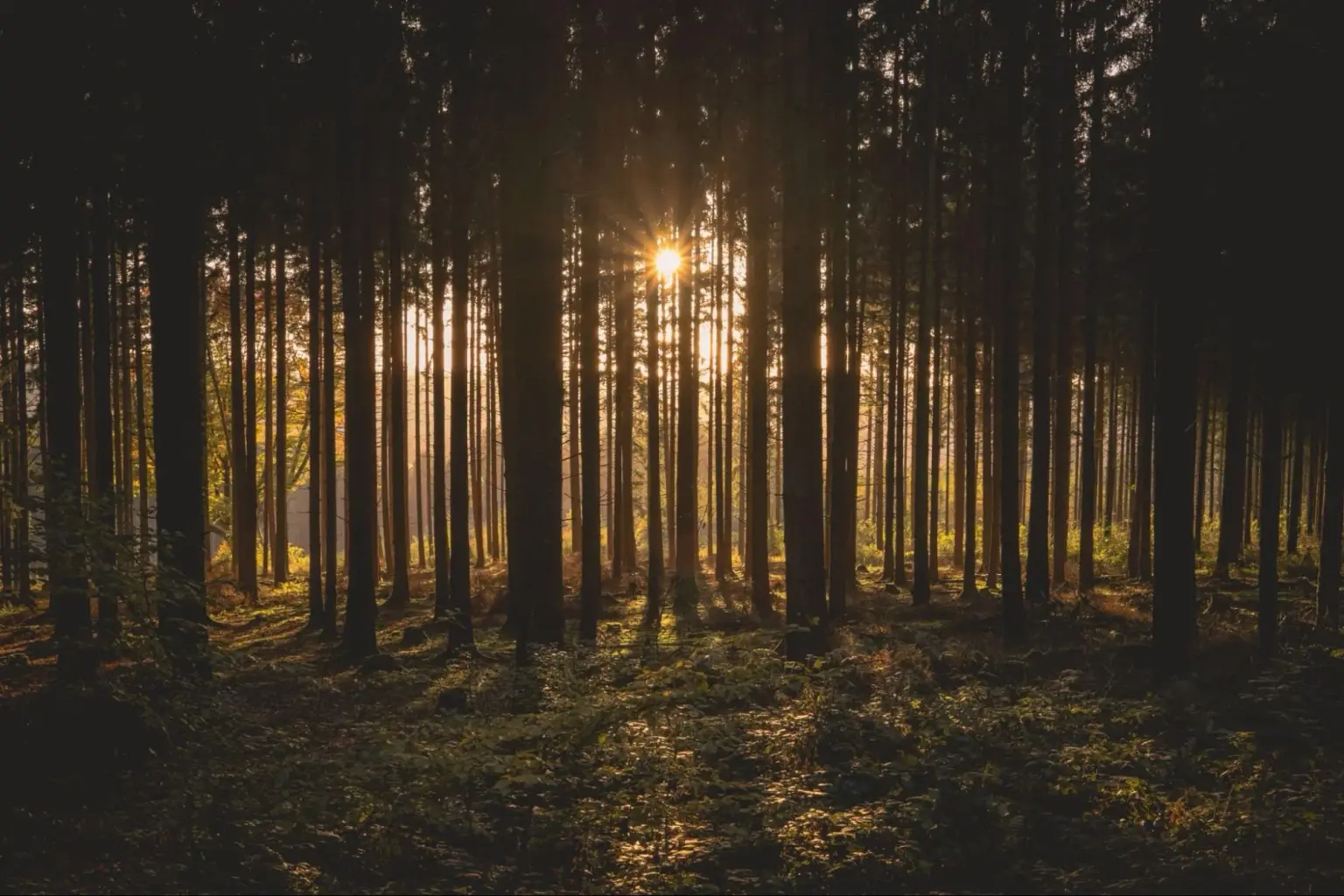 black forest germany