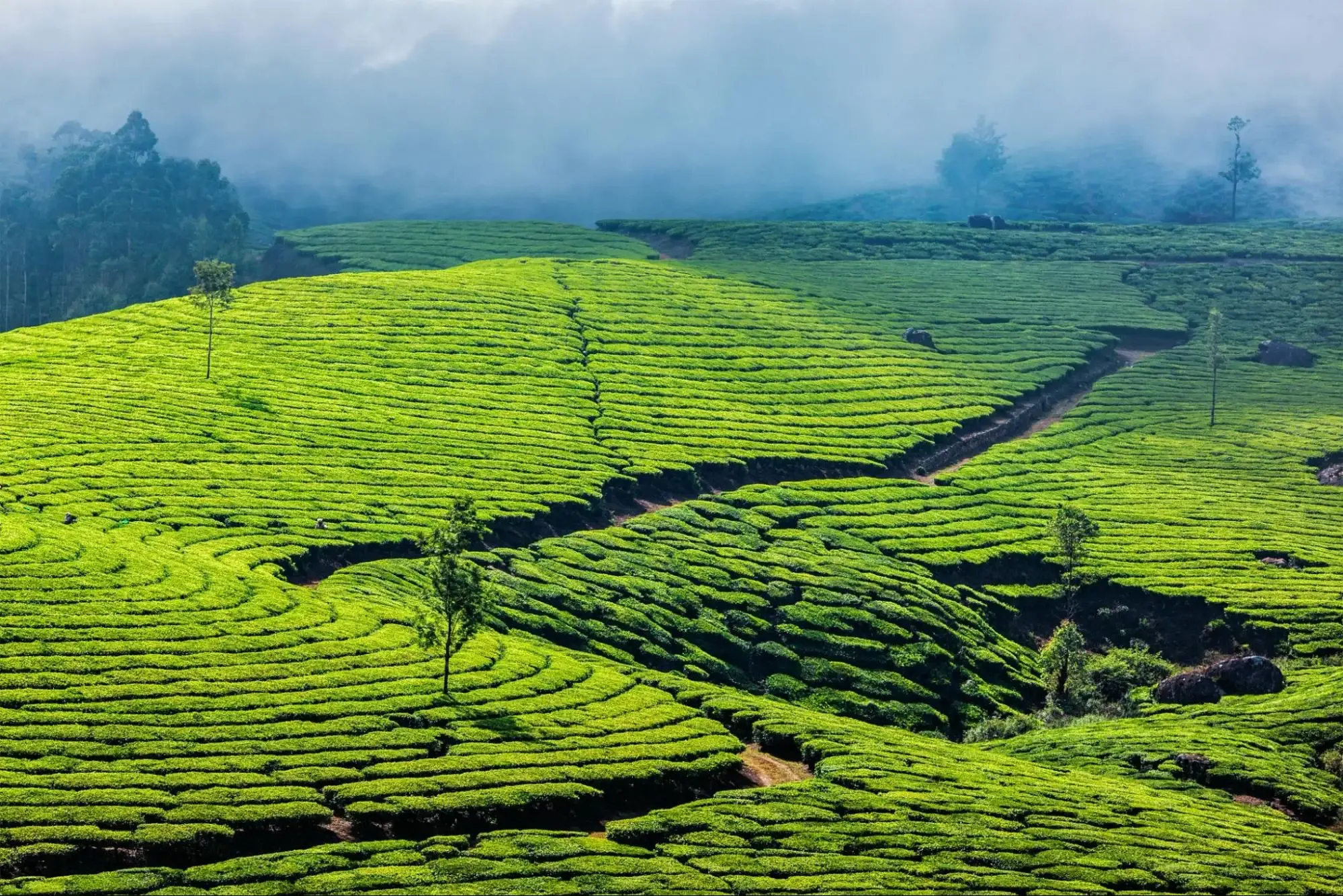Nilgiris