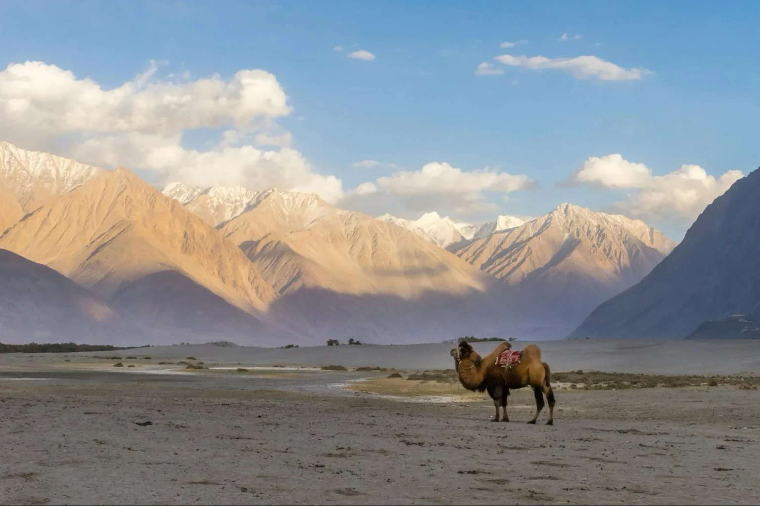 wildlife of ladakh