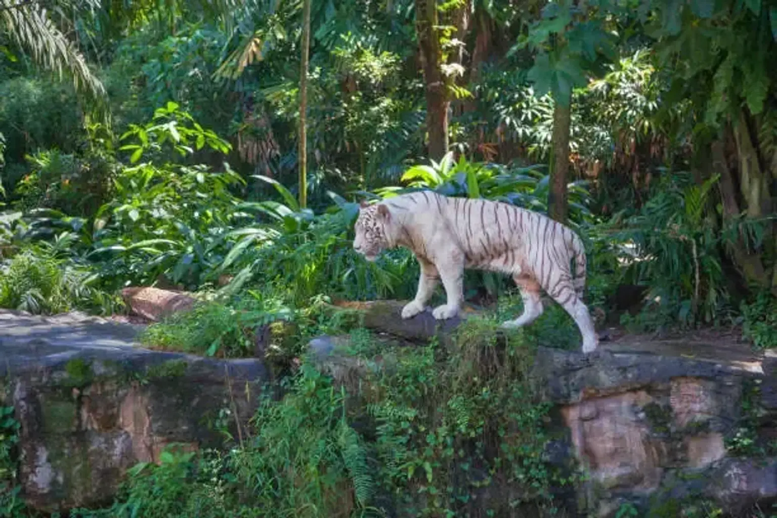 Mandai Wildlife Reserve