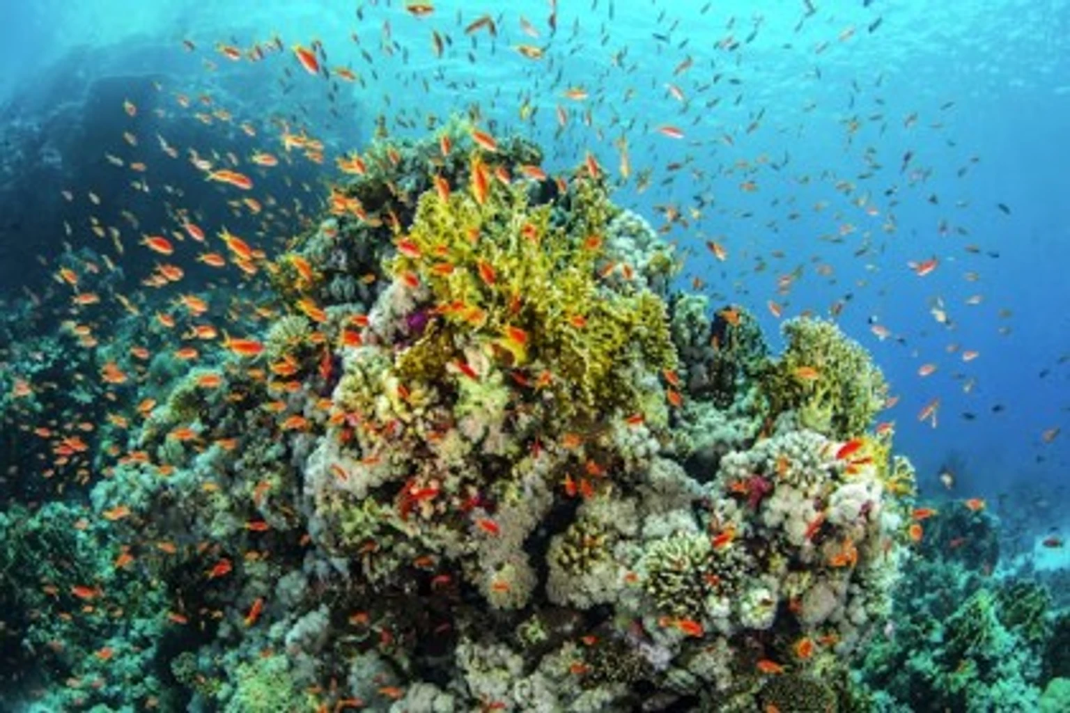 Vibrant coral reef in Great Barrier Reef