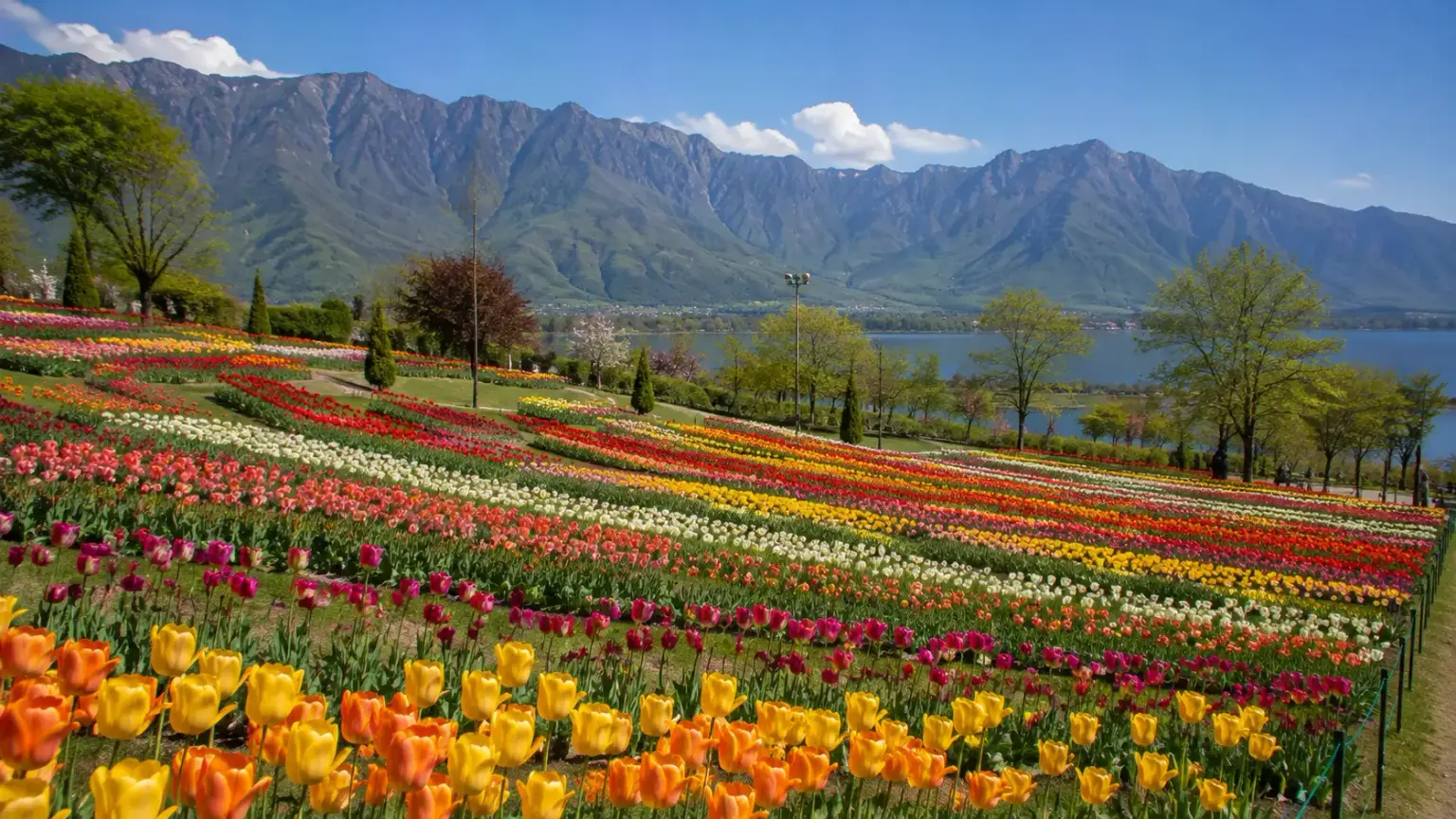 Kashmir Tulip Festival