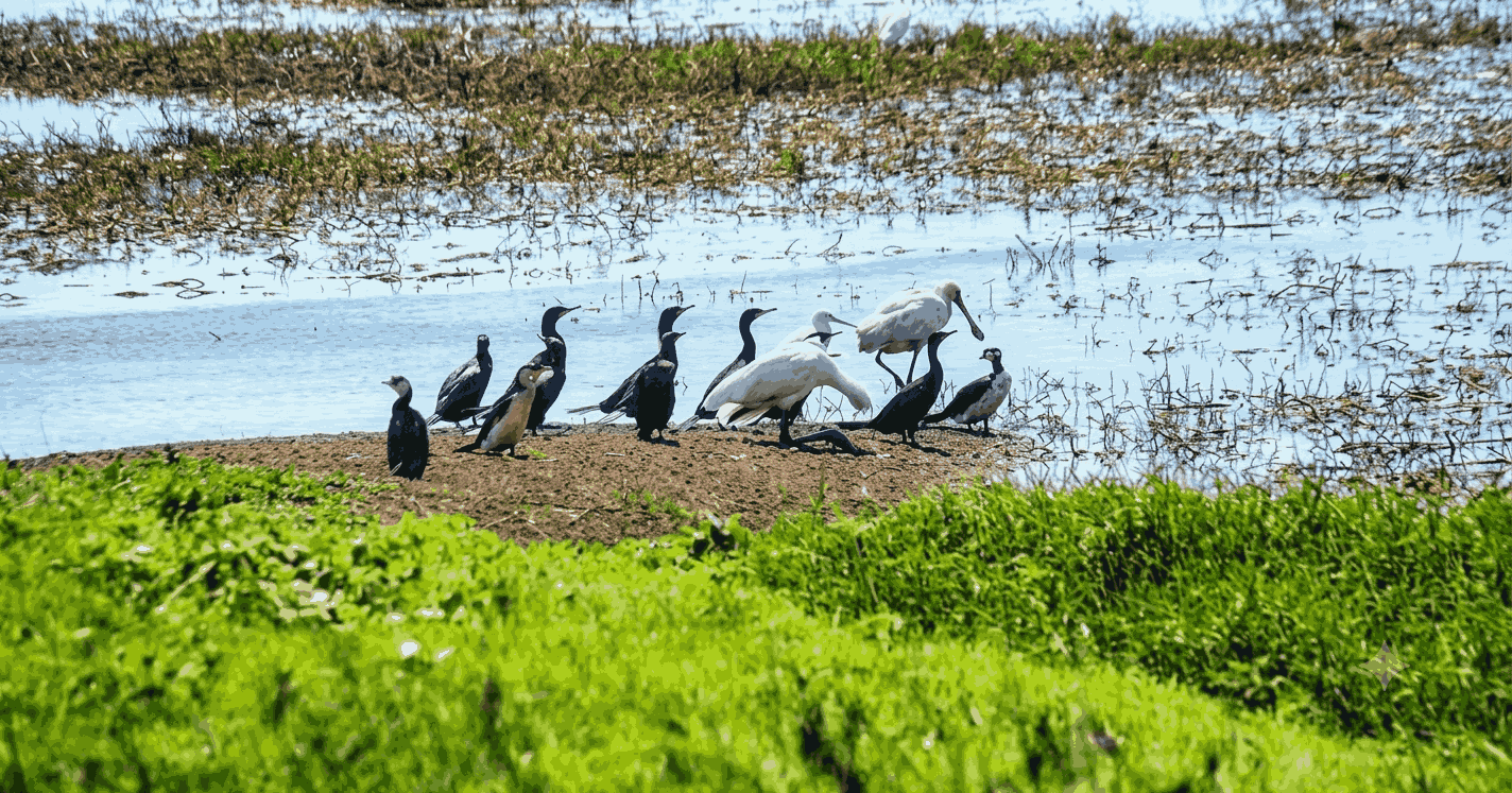 Mamukala Wetlands for Birdwatching