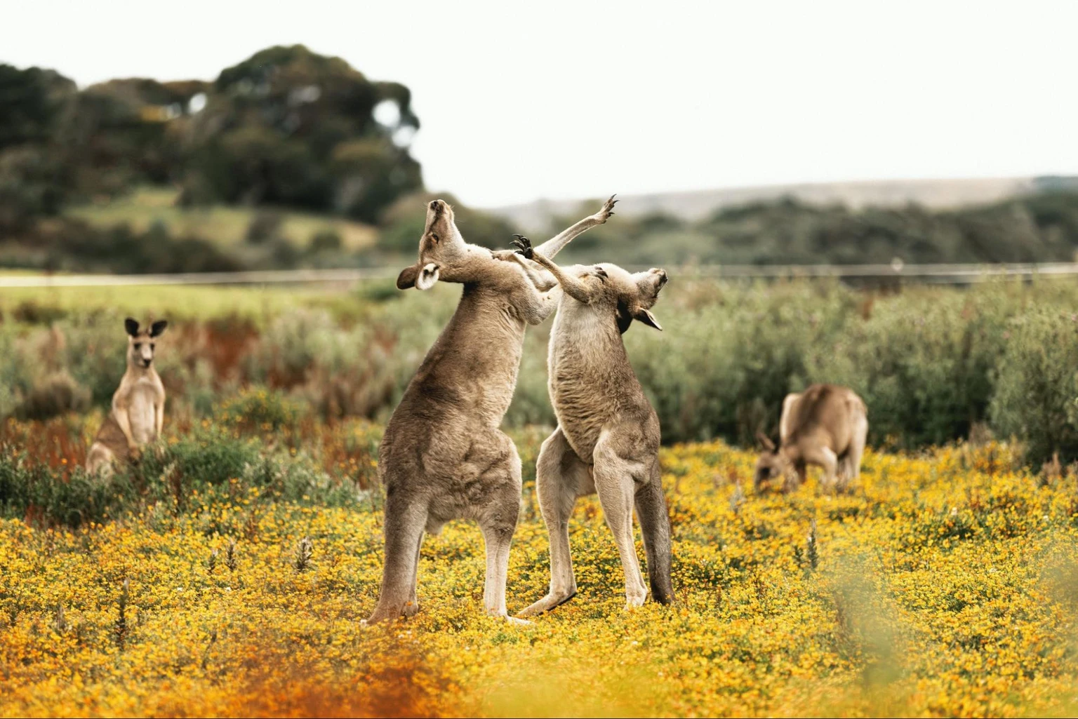 south australia