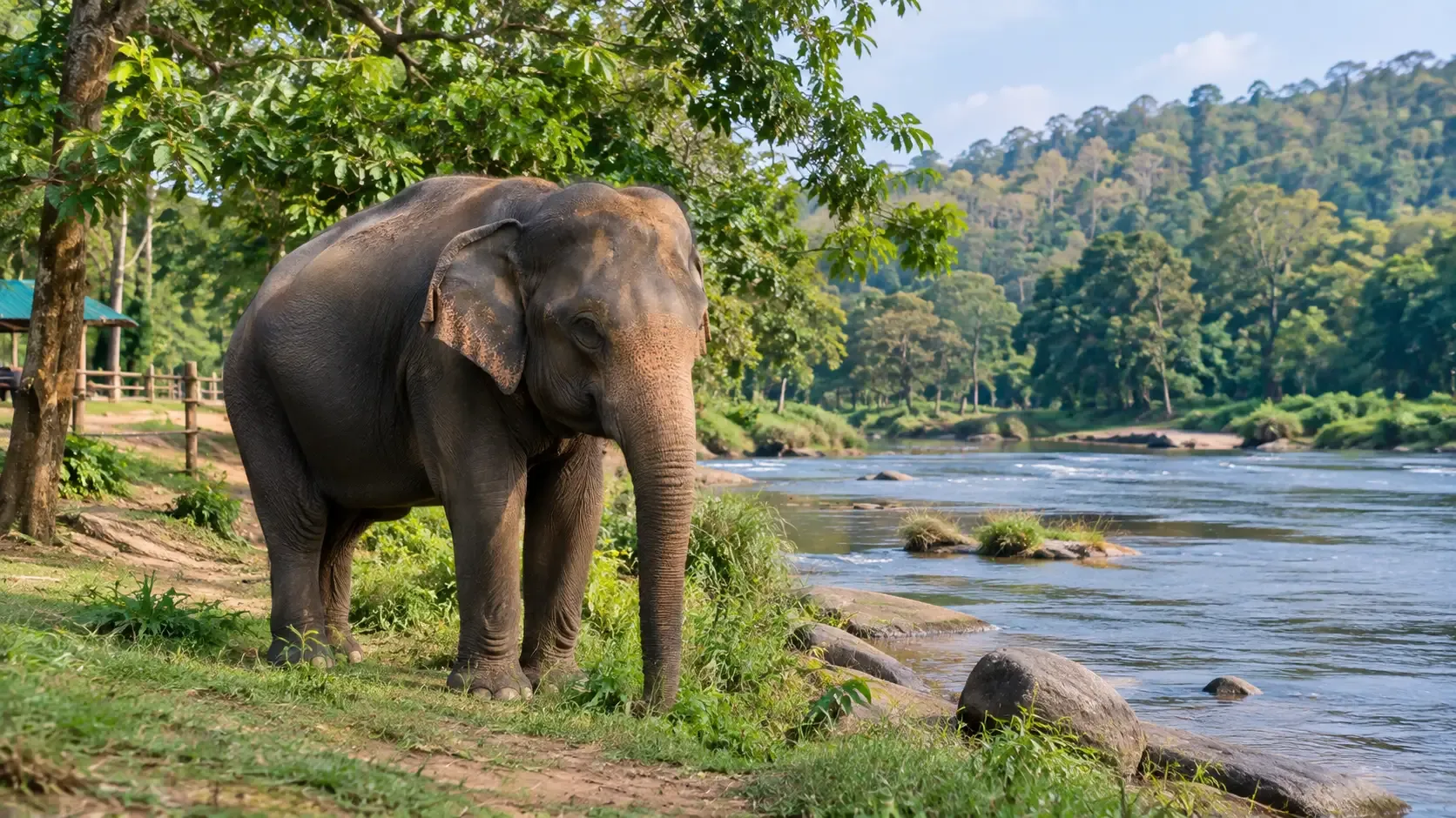 Dubare Elephant Camp