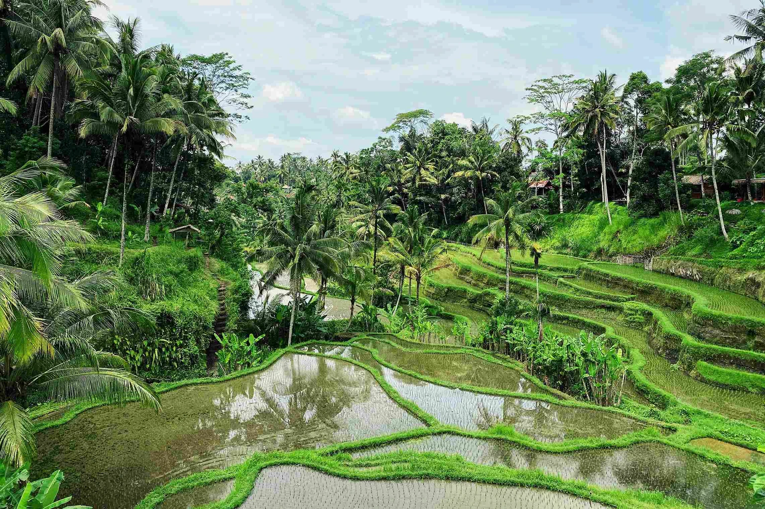 ubud bali​