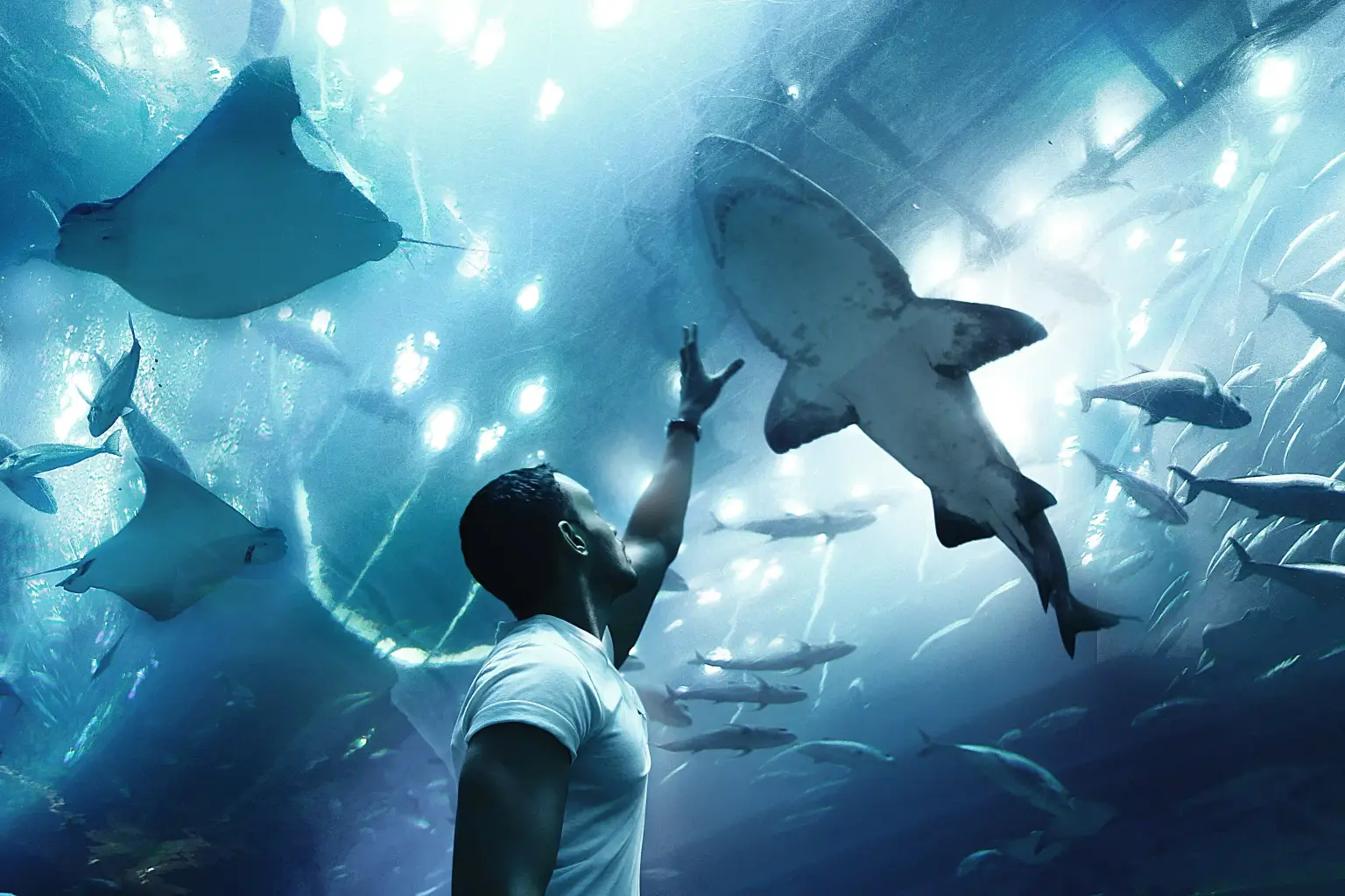 Dubai Aquarium & Underwater Zoo