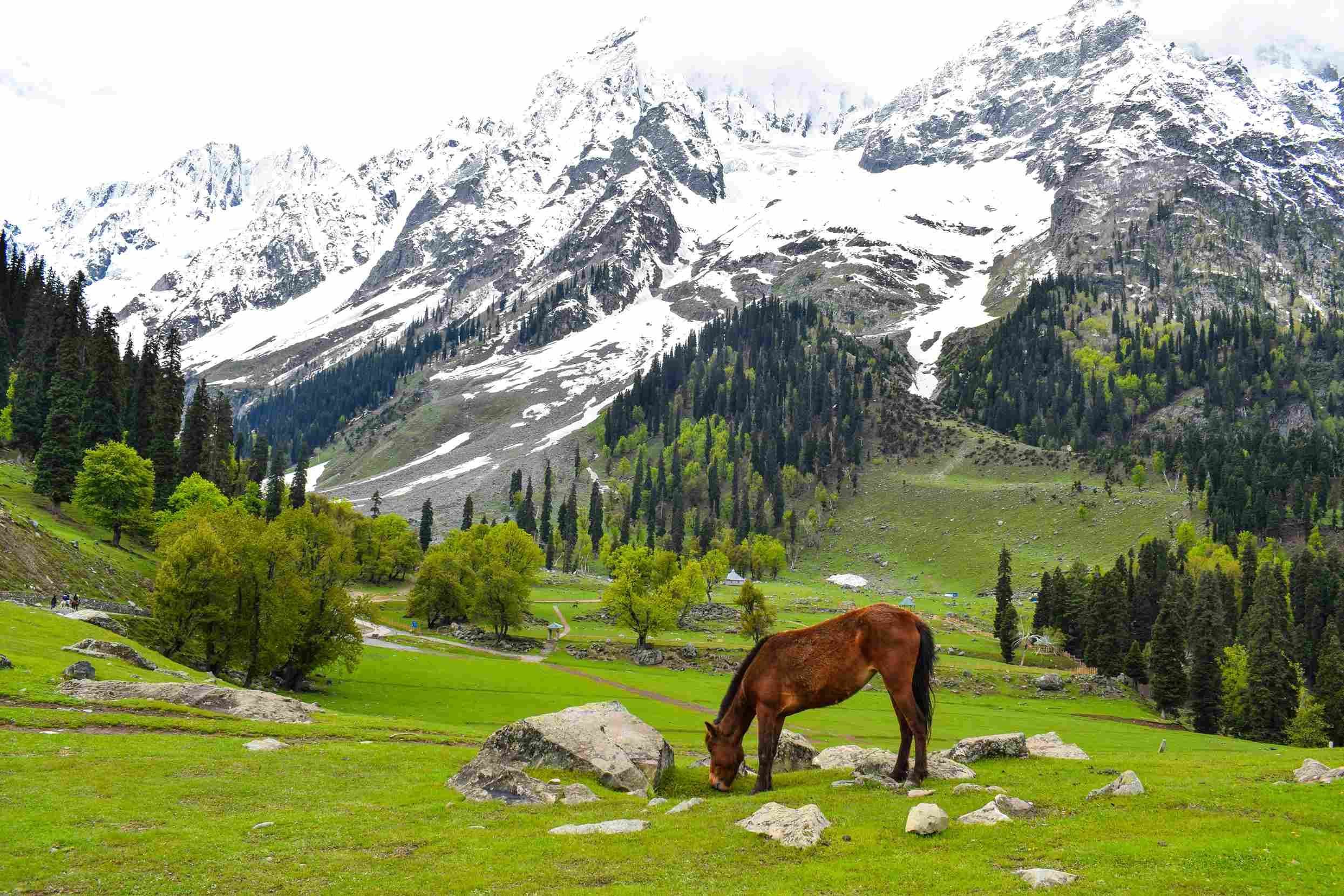 kashmir