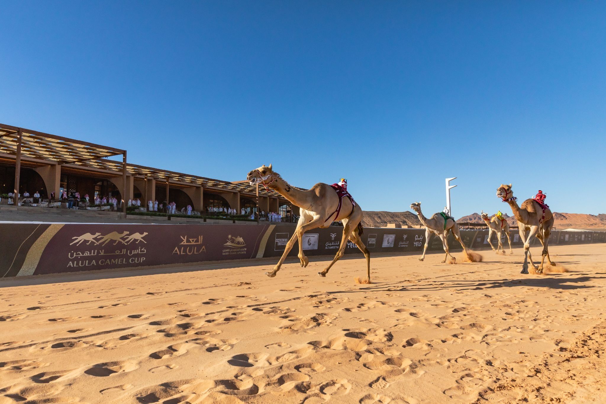 AlUla Camel Cup desert camel race Saudi Arabia
