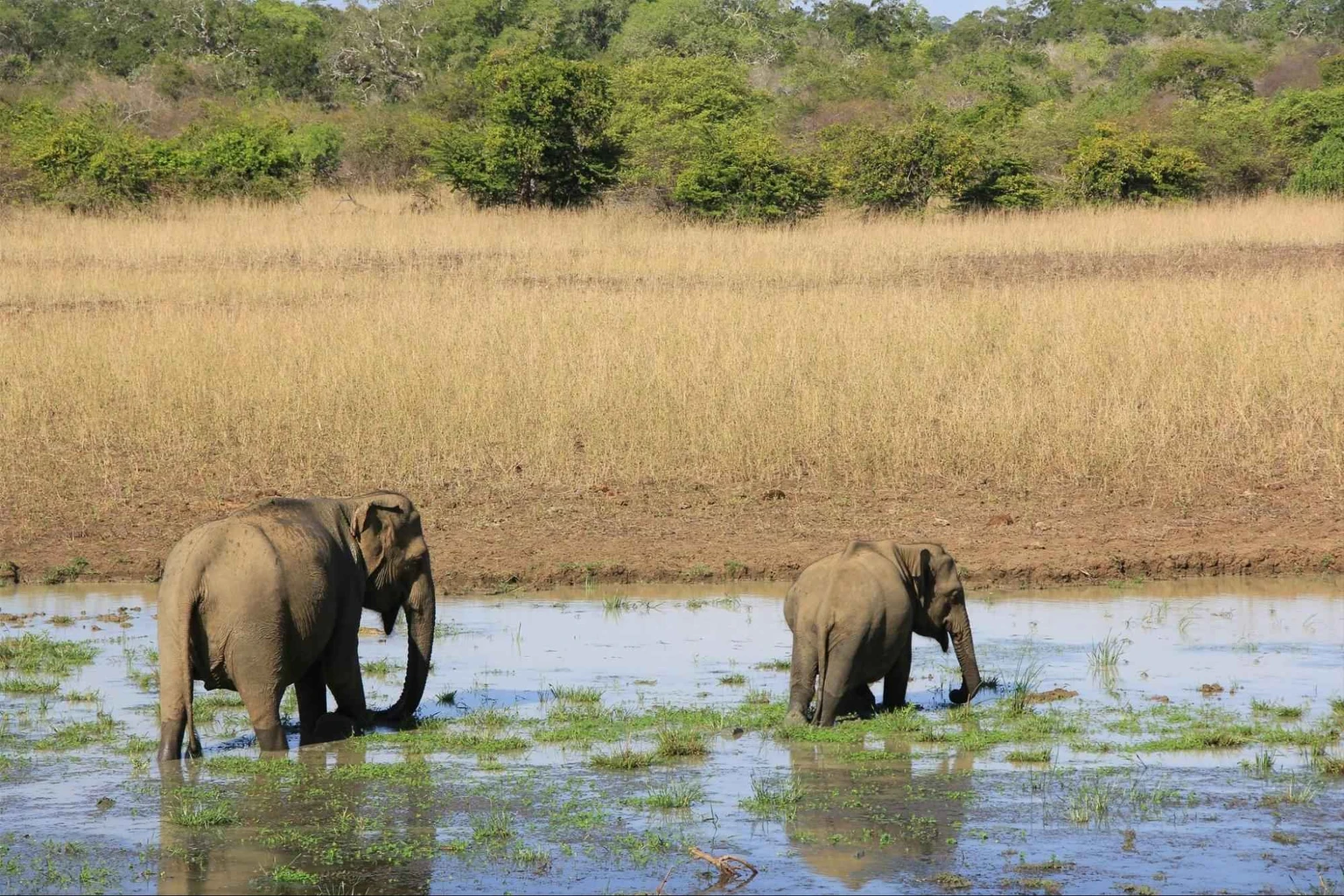 yala national park