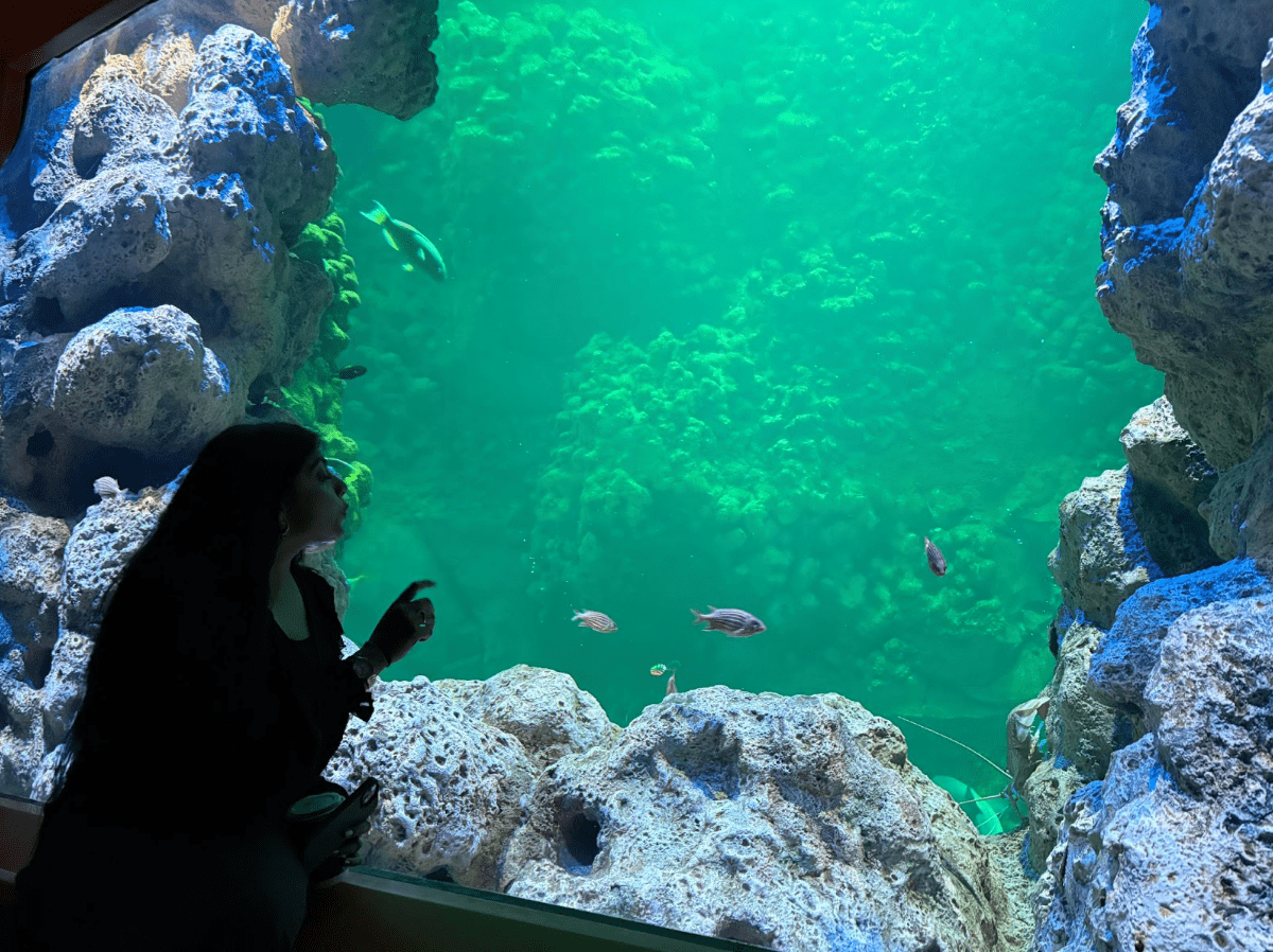 Ferrari World™ Yas Island