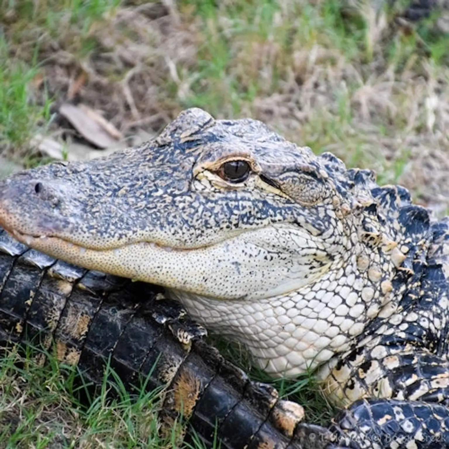 Kissimmee: 1-Hr Boggy Creek Everglades Airboat Tour