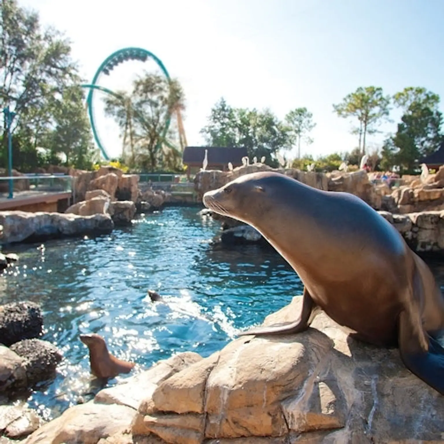 SeaWorld Orlando: Entry Ticket + Optional All-Day Dining Deal