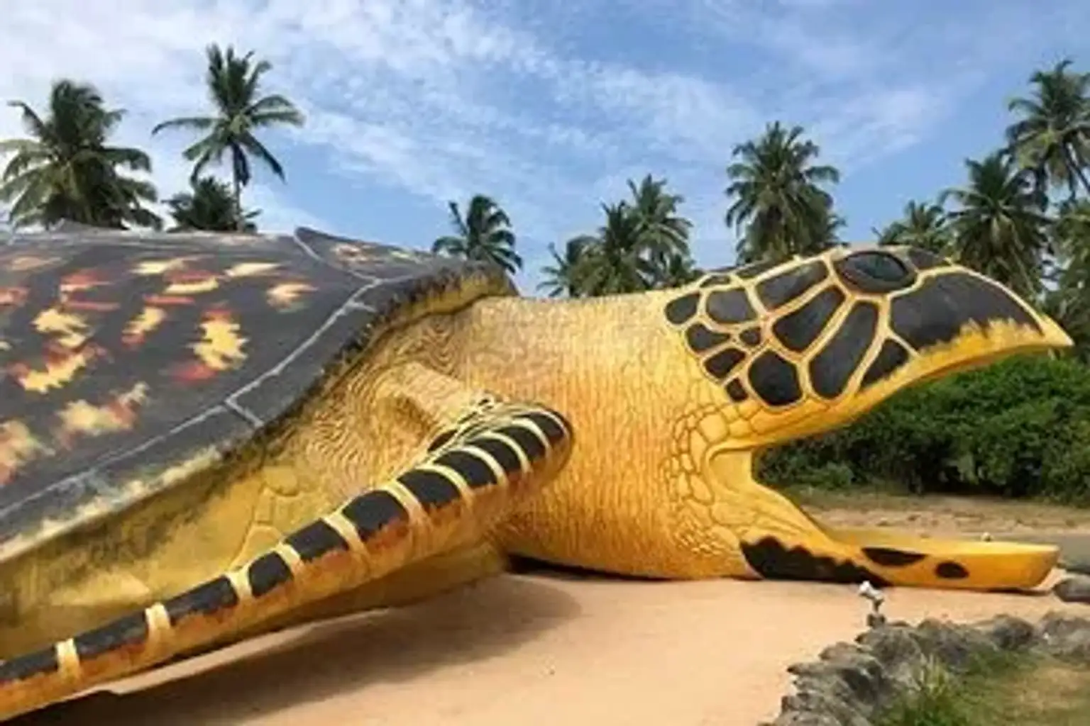 Discover Nature's Wonders at the Turtle Hatchery Farm