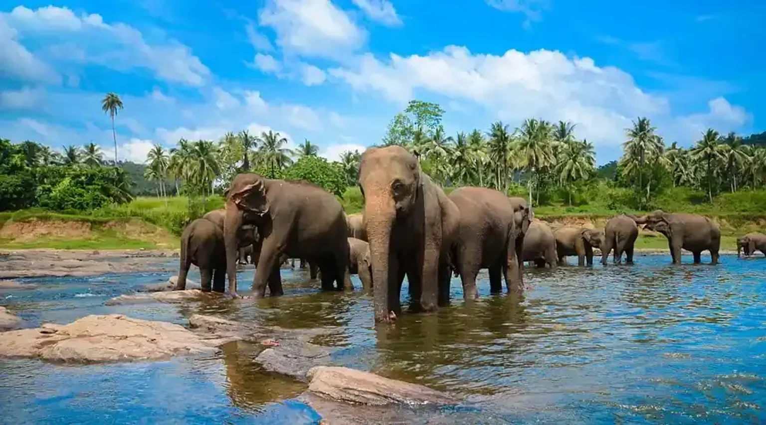 Meet Gentle Giants at Pinnawala Elephant Sanctuary