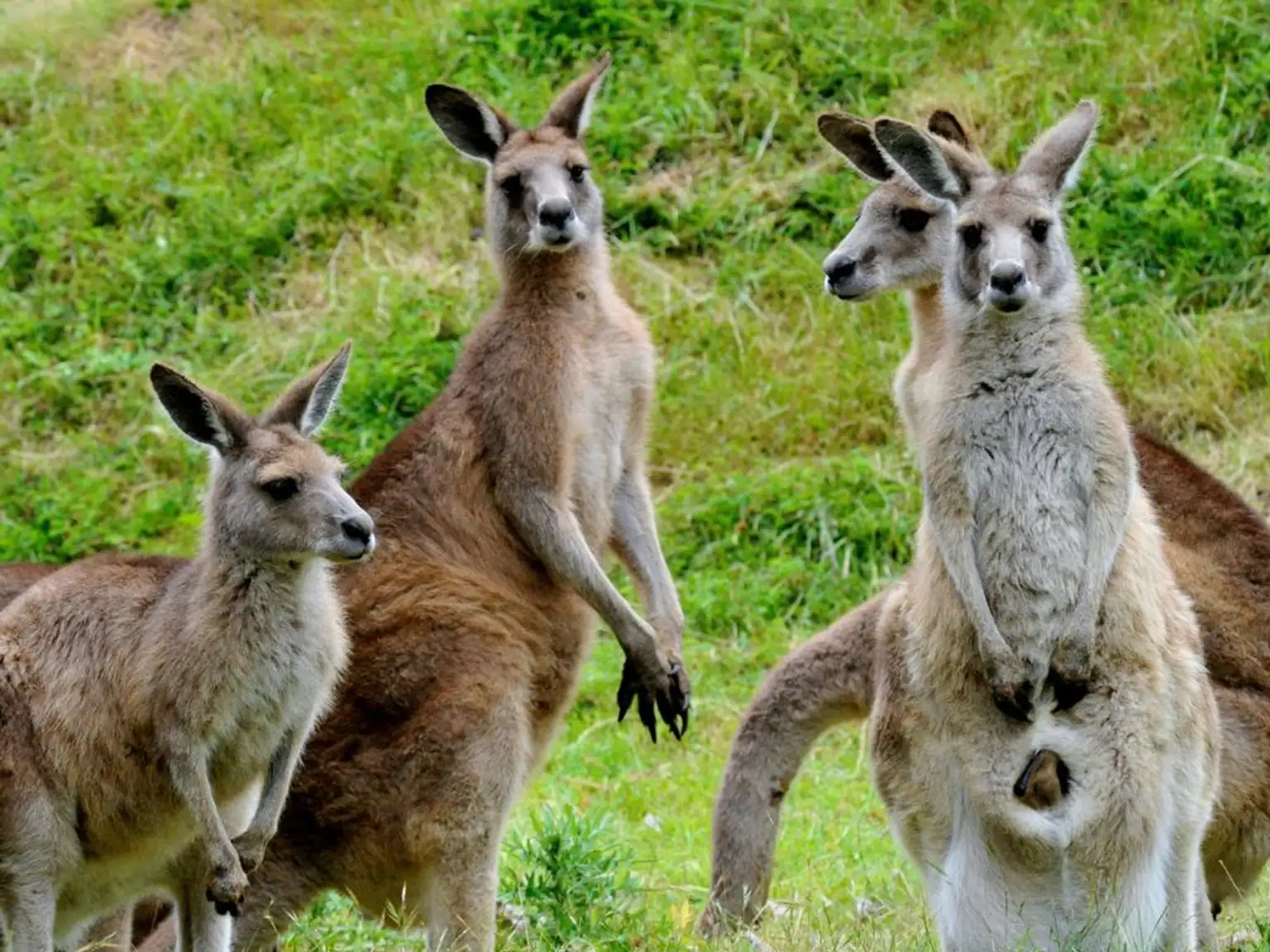 Phillip Island Wildlife and Penguin Parade - Full-Day Tour