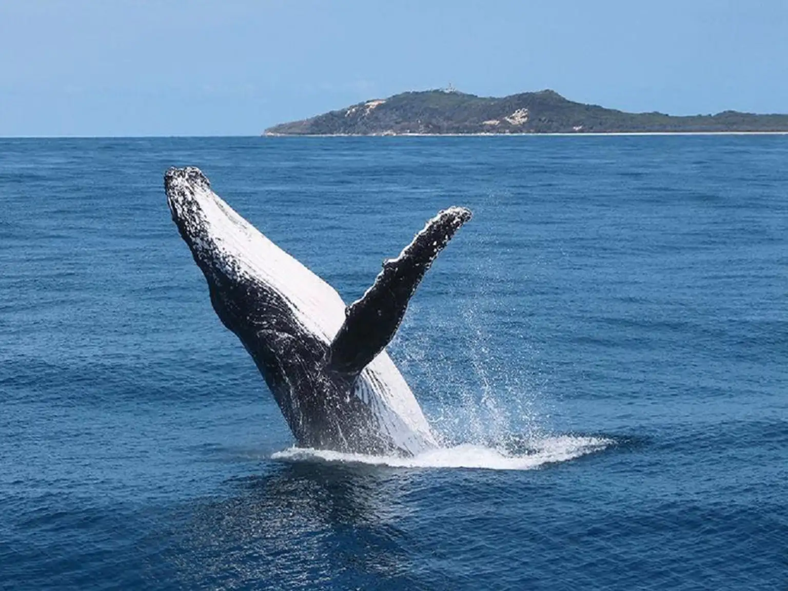 Tangalooma Island Whale Watching Day Cruise