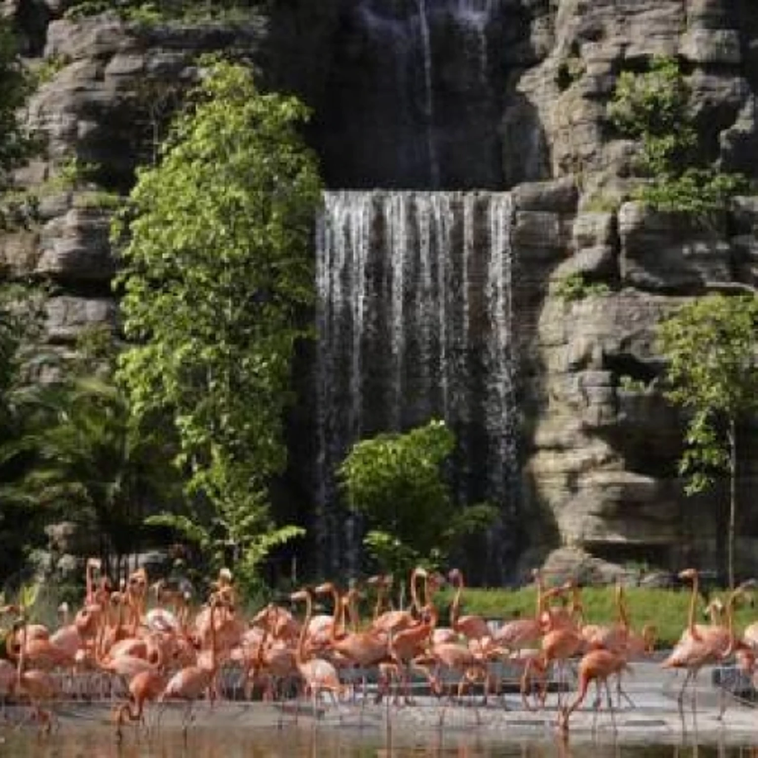 Bird Paradise