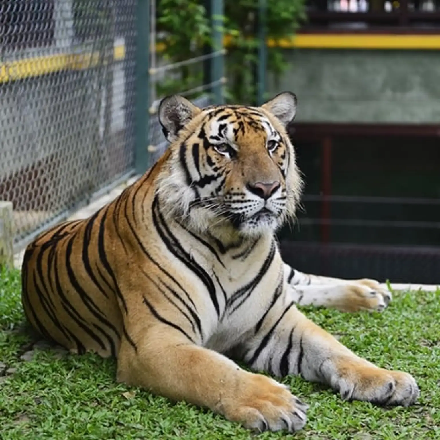 Tiger Kingdom
