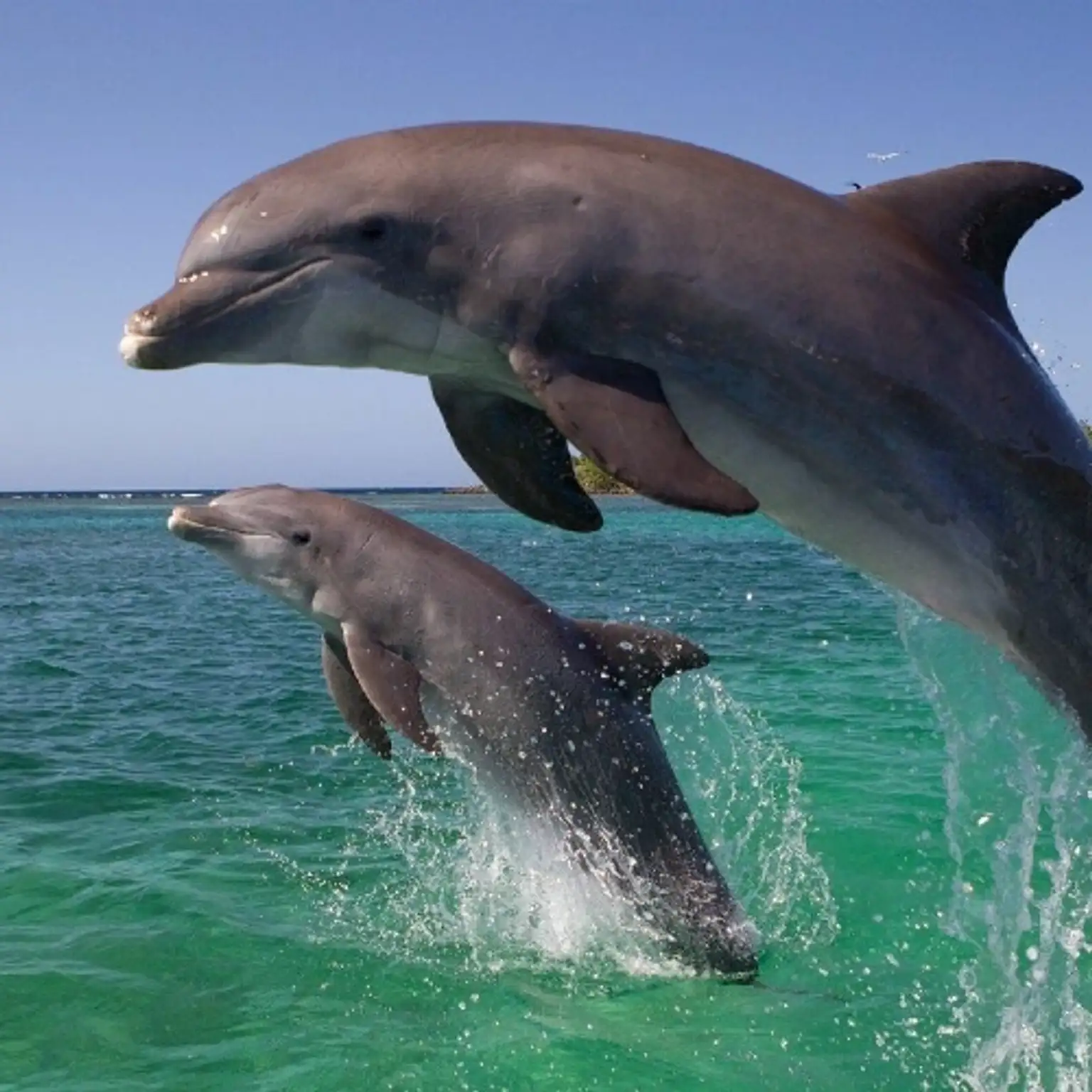 Dolphin Watching at Lovina Beach | Banjar Hot Spring Tour
