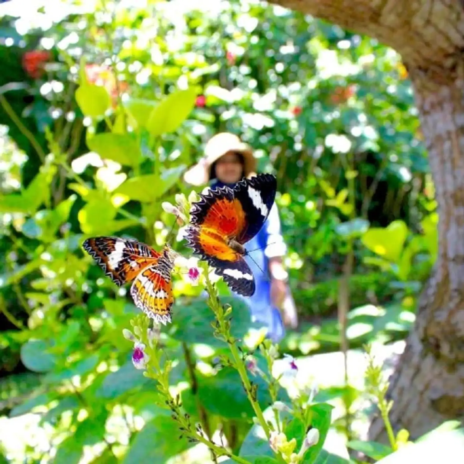 Kemenuh Butterfly Park