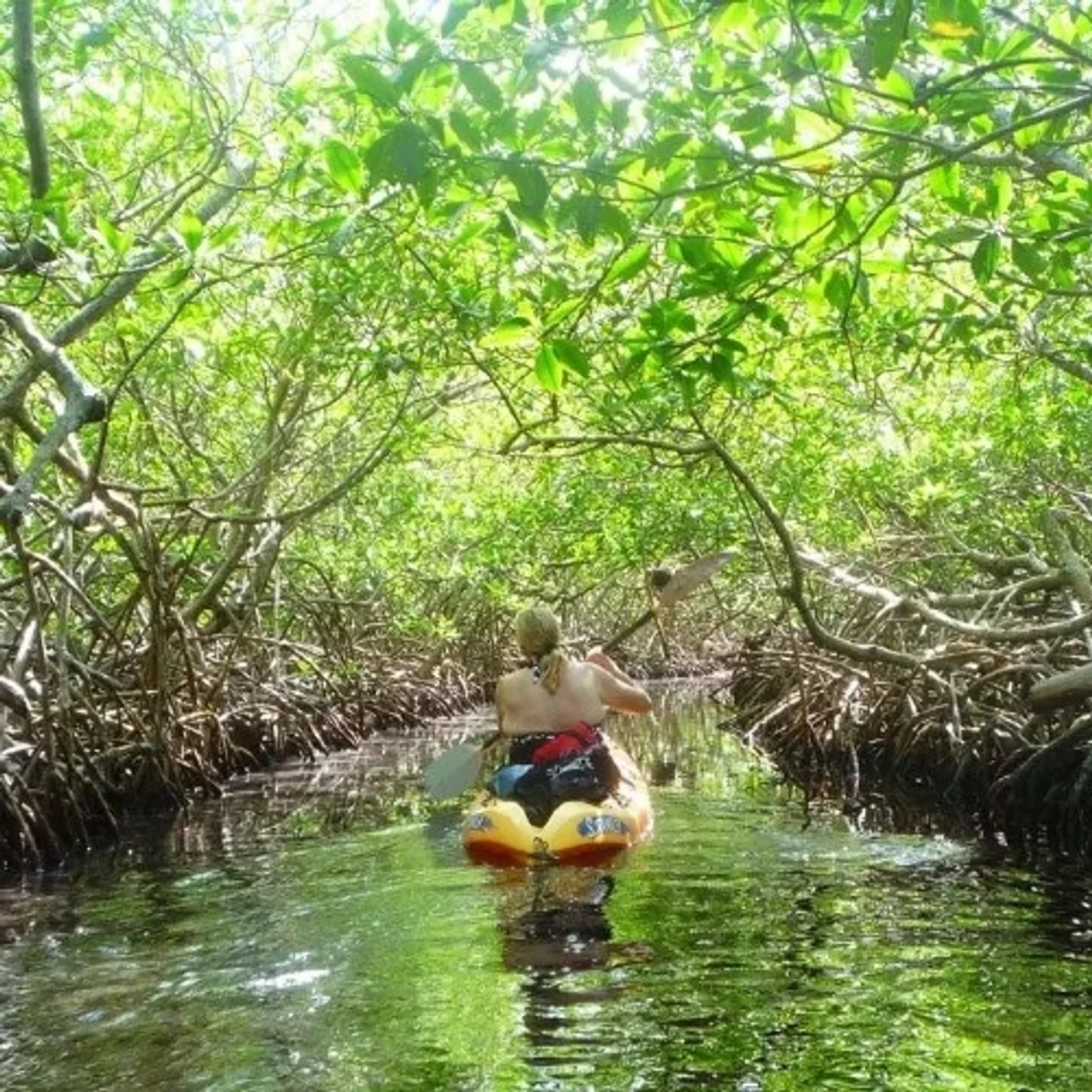 Mangrove National Park - Kayaking Tours