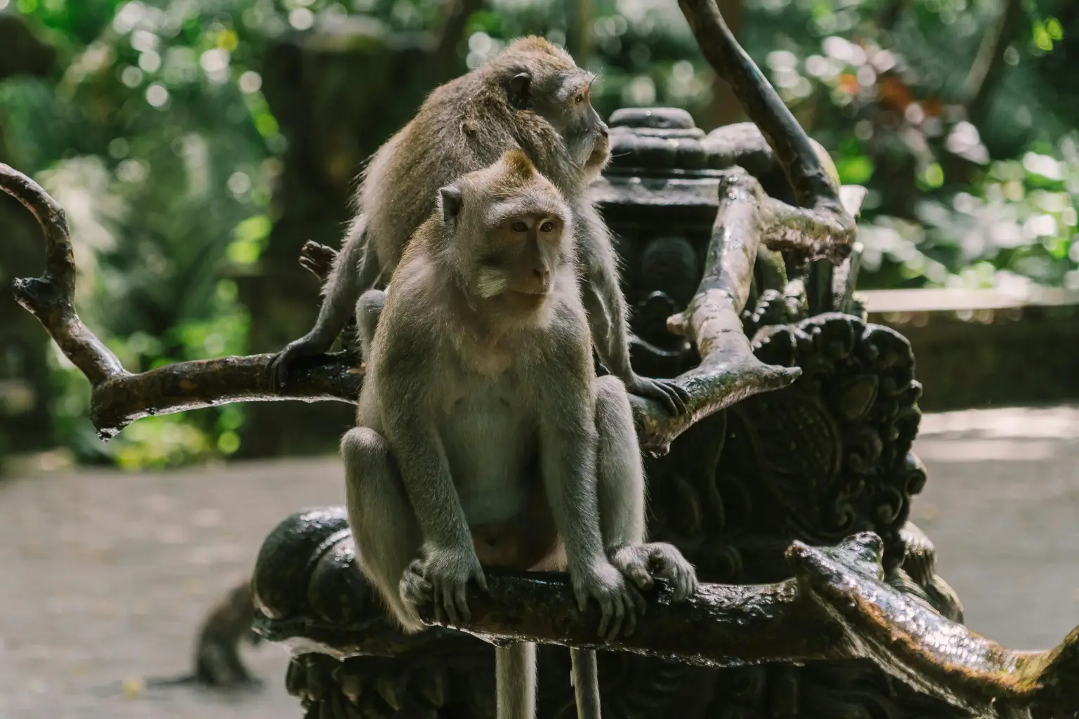 Tanah Lot Temple · Alas Kedaton Monkey Forest Tour