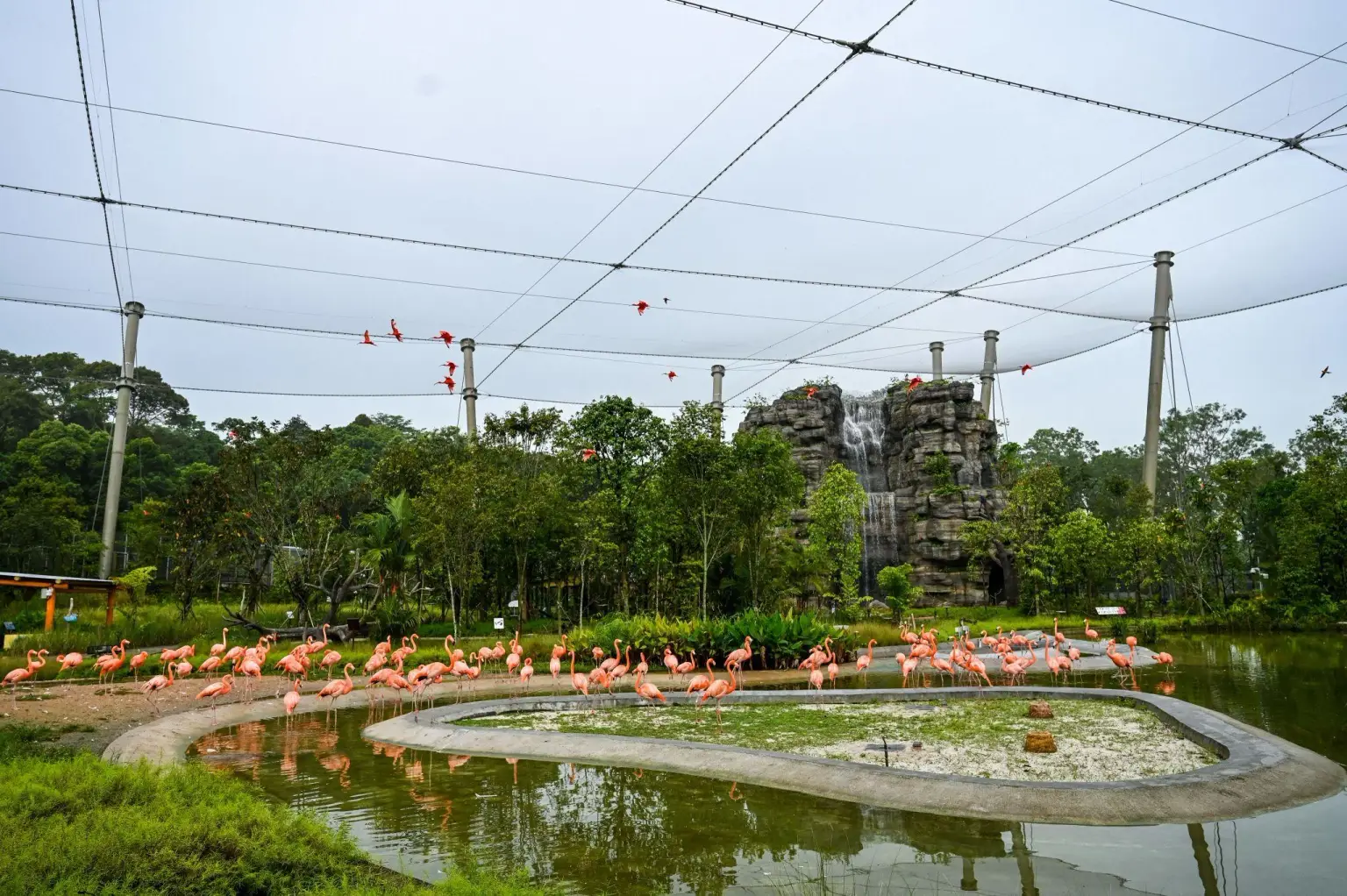Bird Paradise