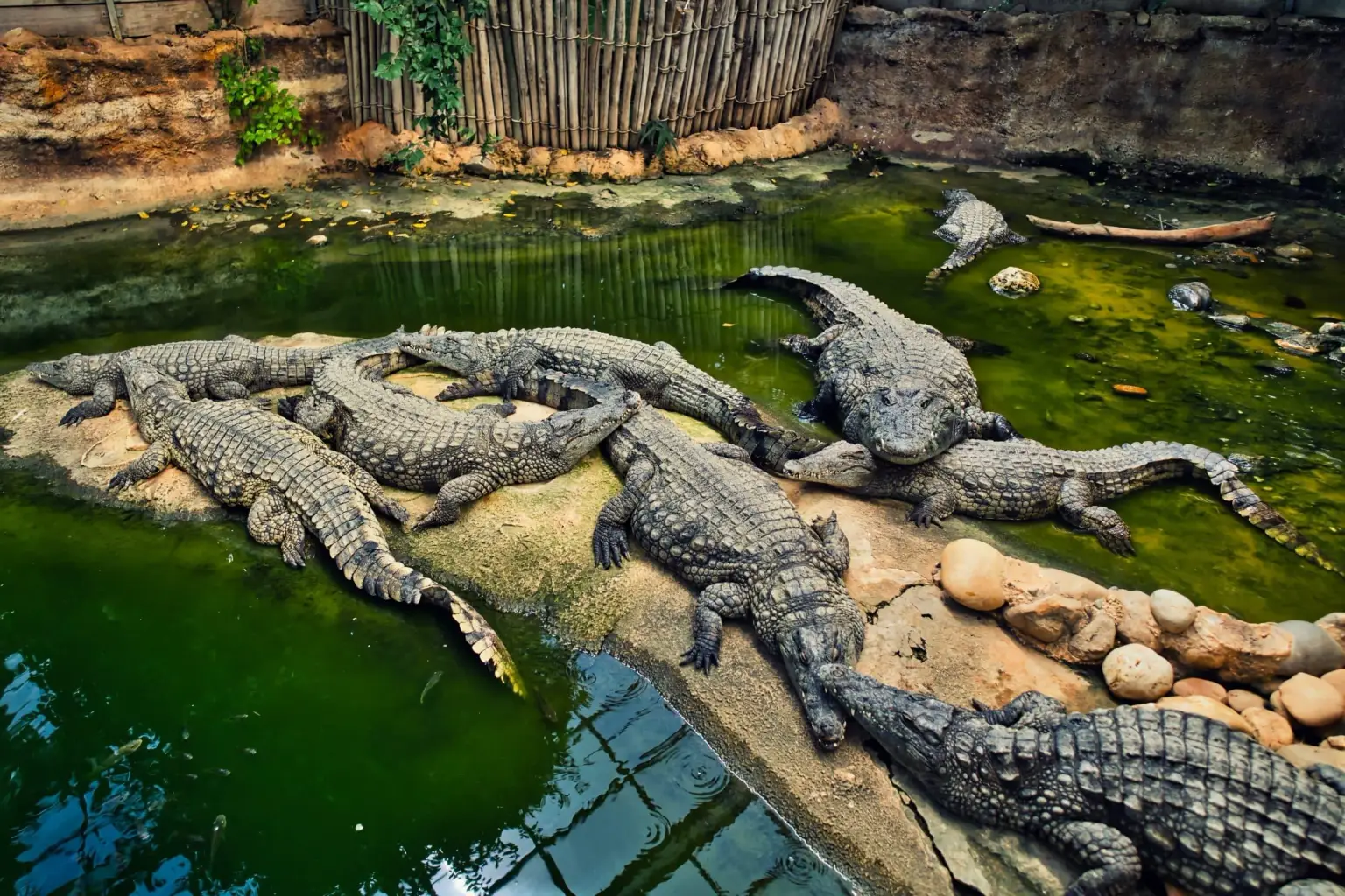 Crocodile Farm