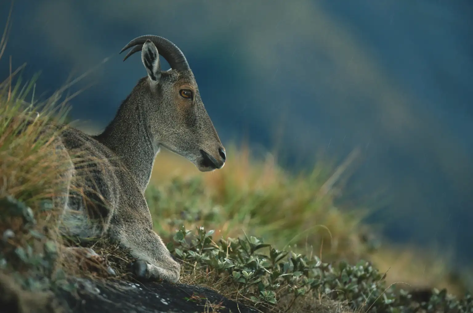 Eravikulam National Park - Rajamalai