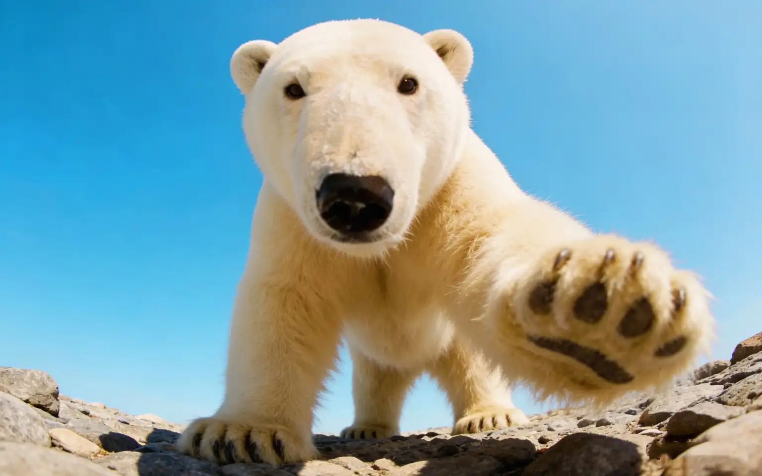Asahiyama Zoo | Biei Blue Pond | Shirogane Falls or Farm Tomita Day Trip