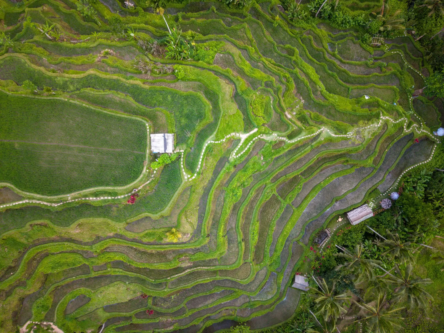 Kintamani Tour with Waterfall | Rice Fields | Alas Harum Swing