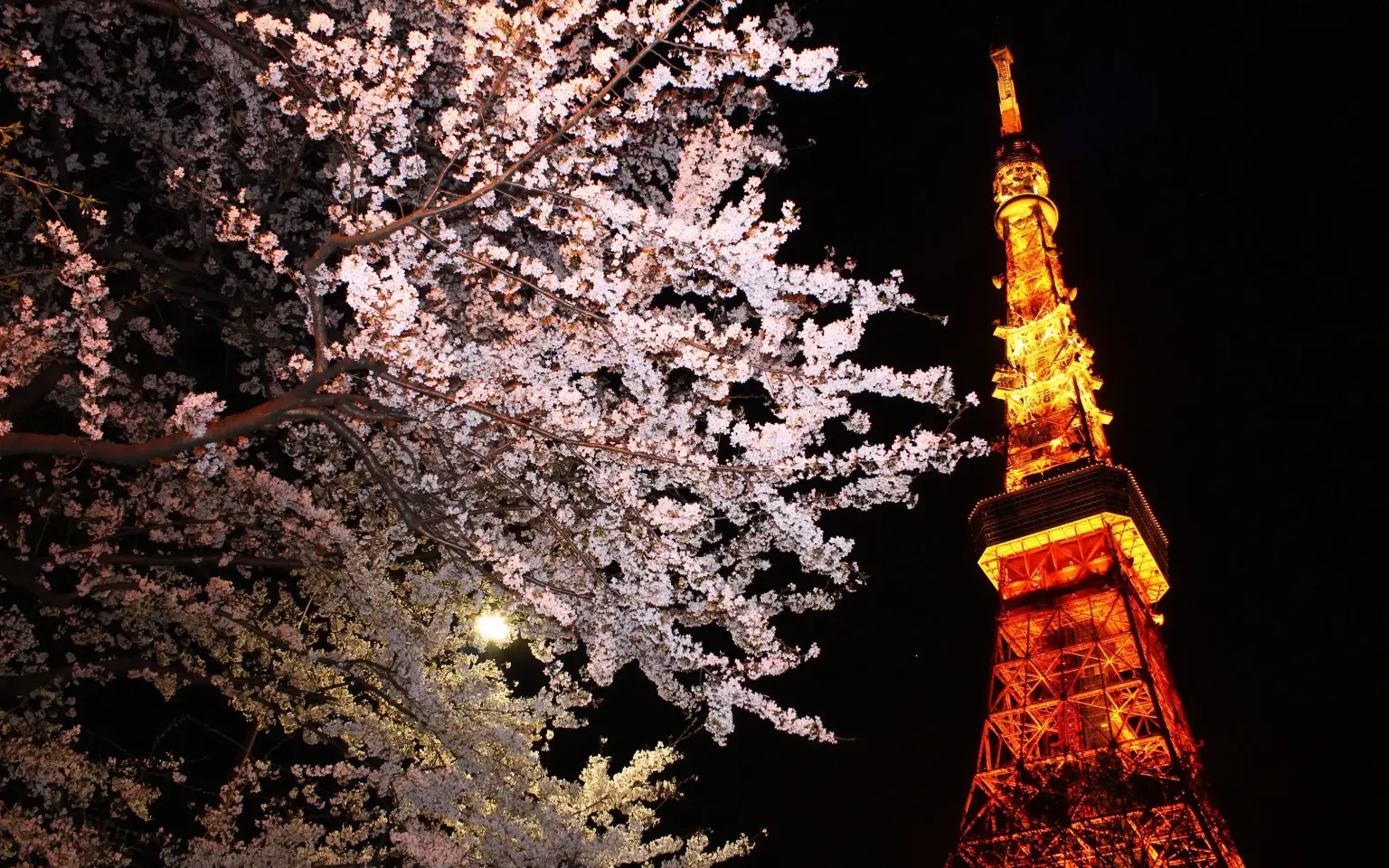 Tokyo Tower Ticket