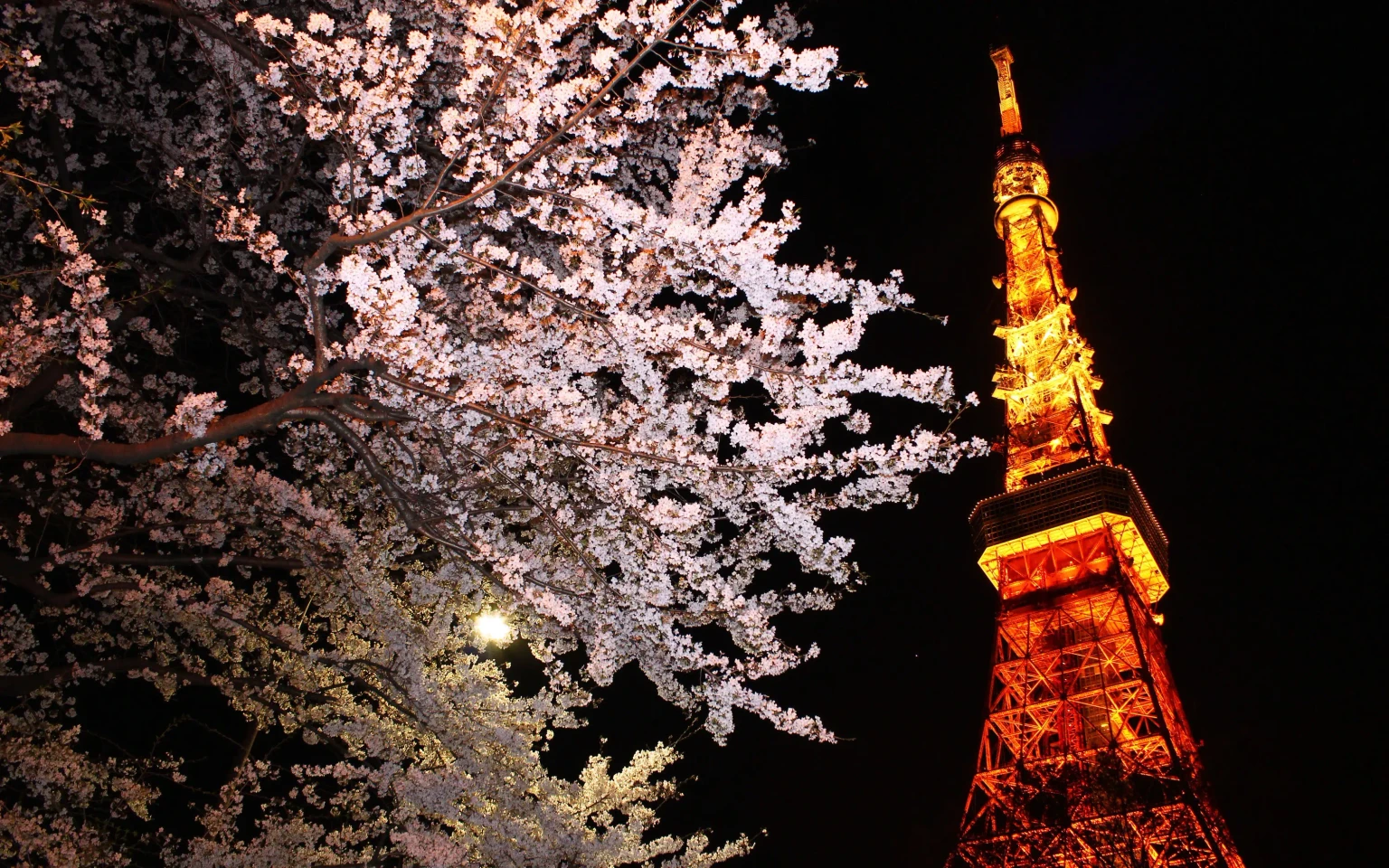 Tokyo Tower Ticket