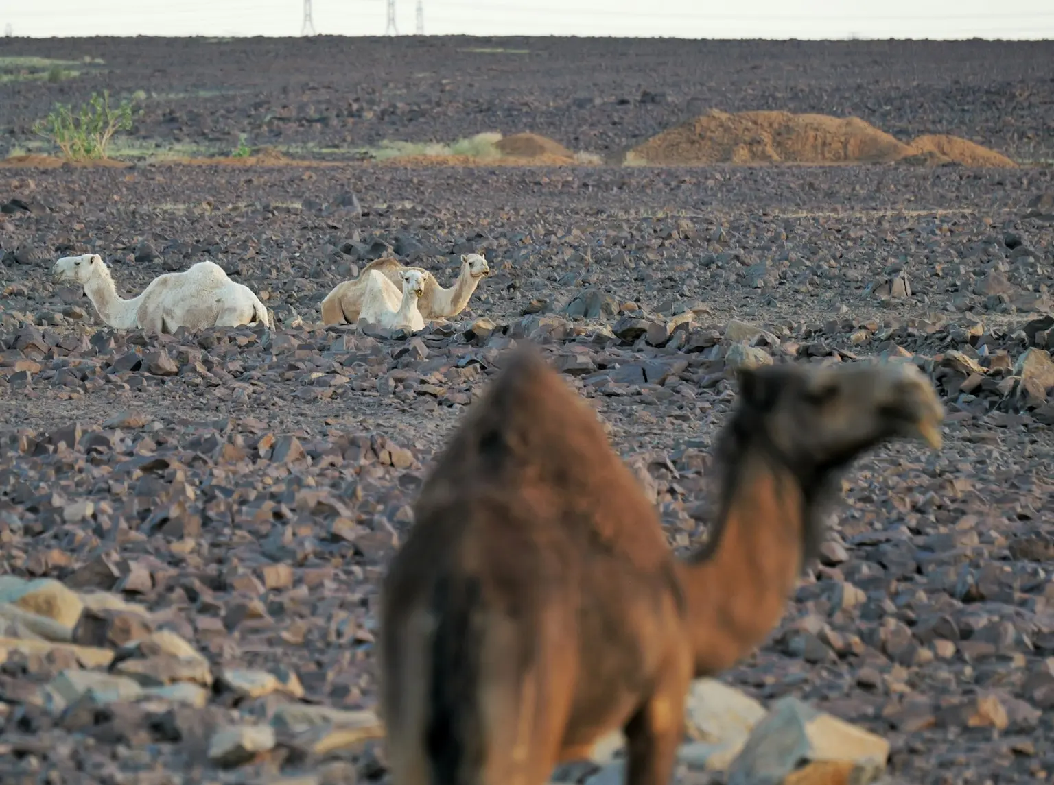 AlUla Tour Packages