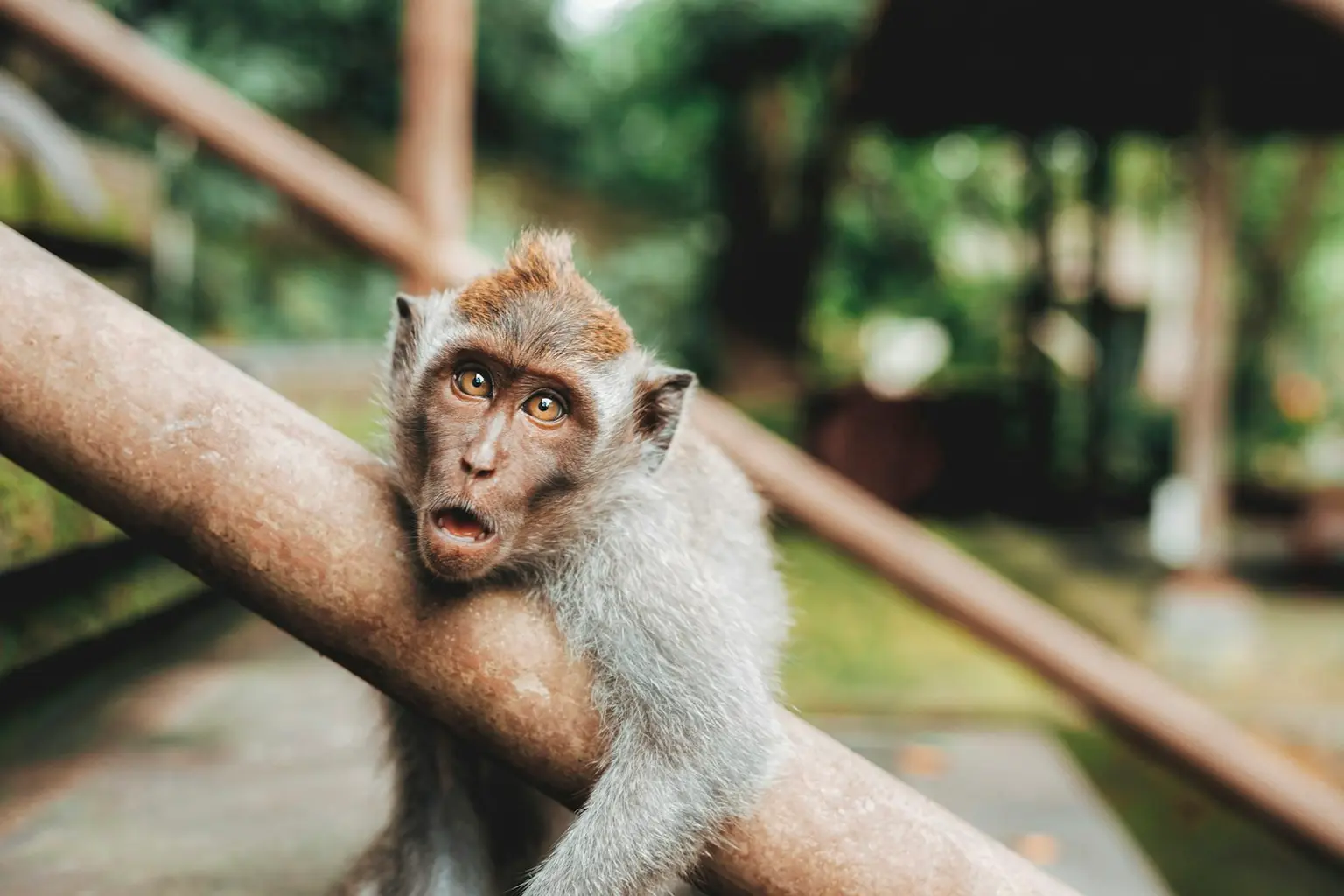 Bali Wildlife Tour Packages