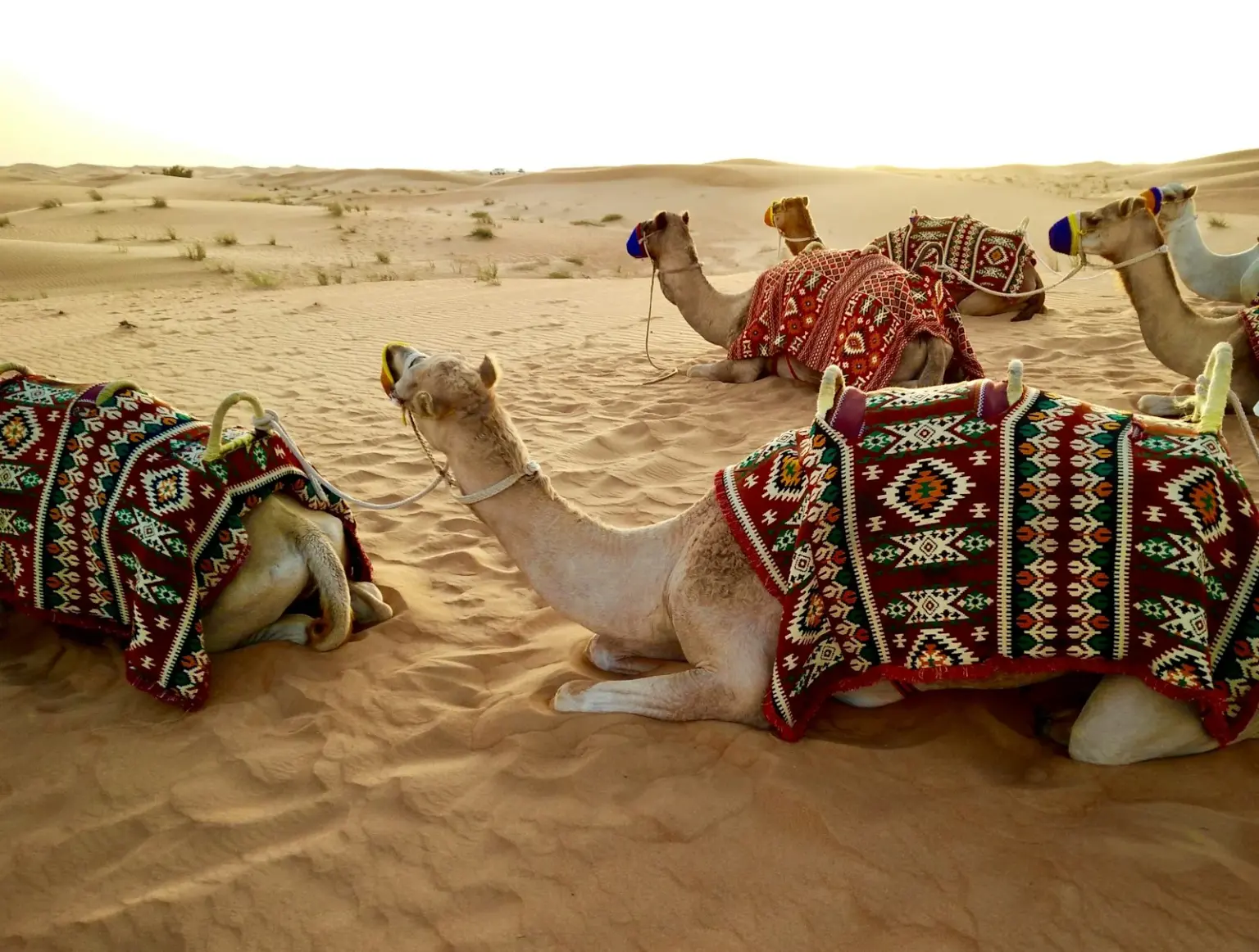 Dubai Desert Tour Packages
