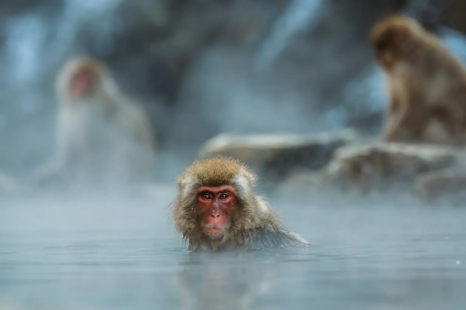 Japan Wildlife Tour Packages