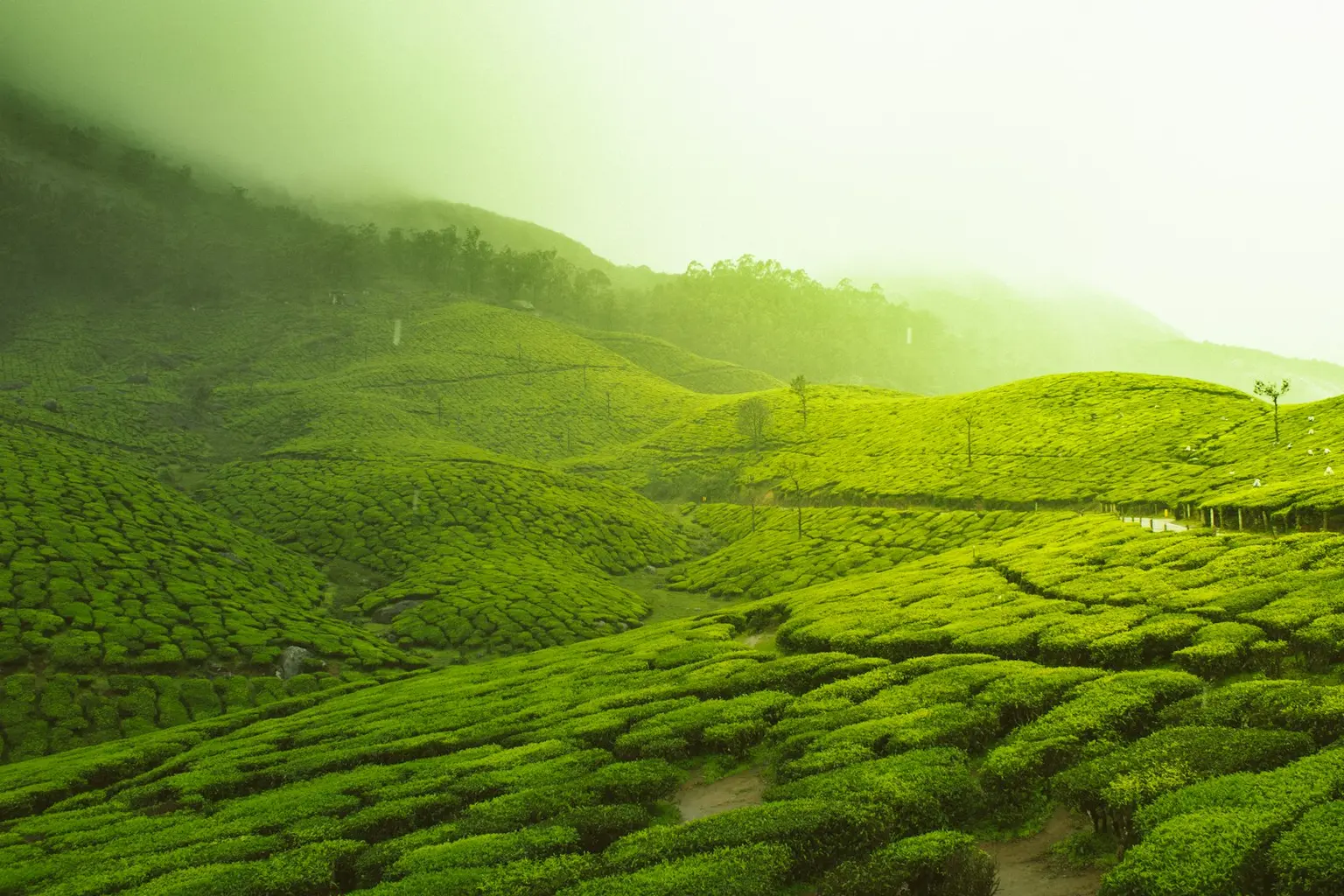 Kerala Tour Packages