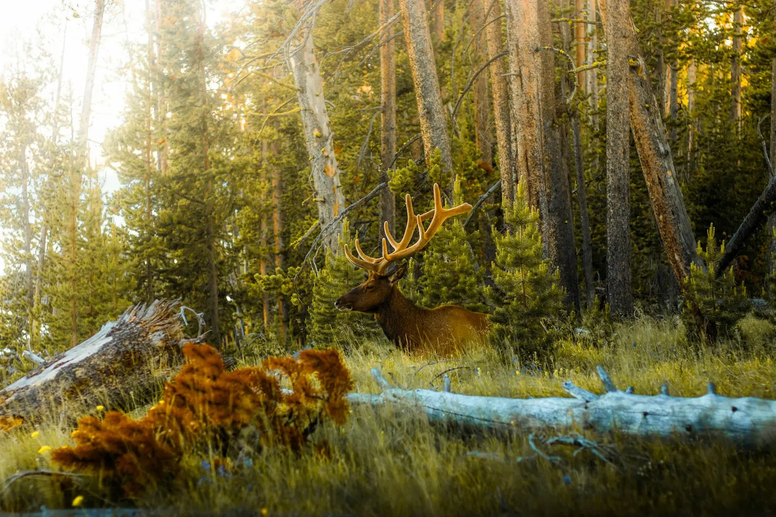 USA Wildlife Tour Packages