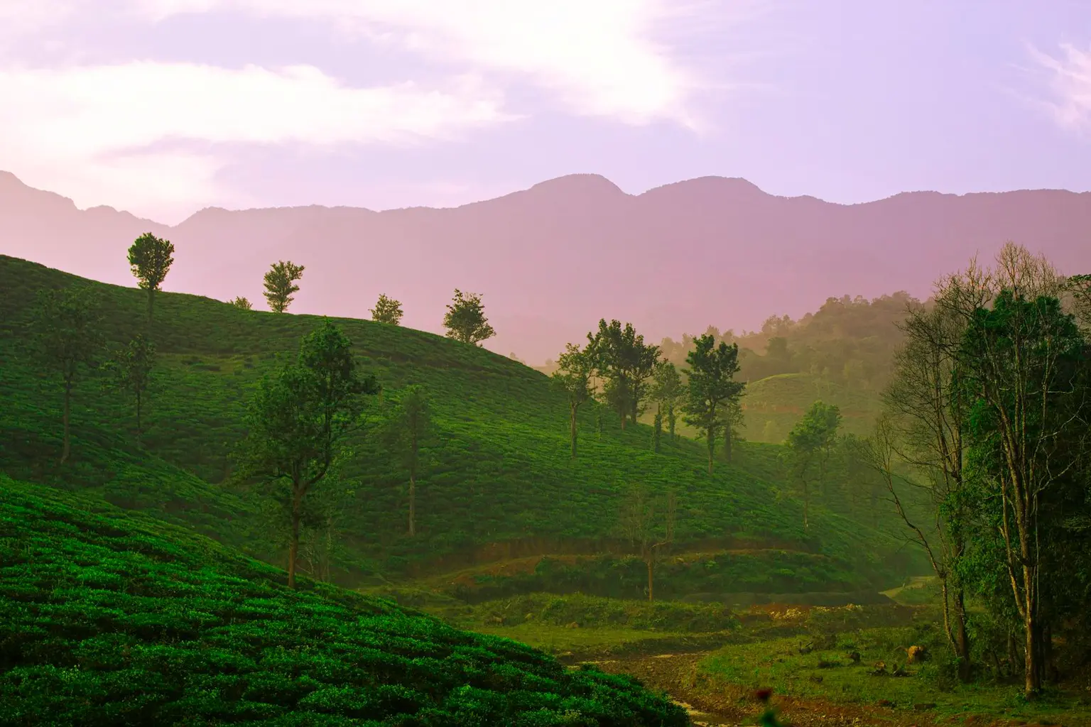 Kerala Tour Packages