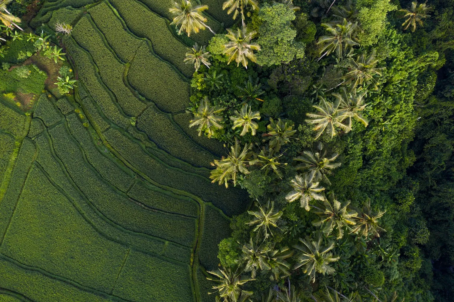 Bali Tour Packages